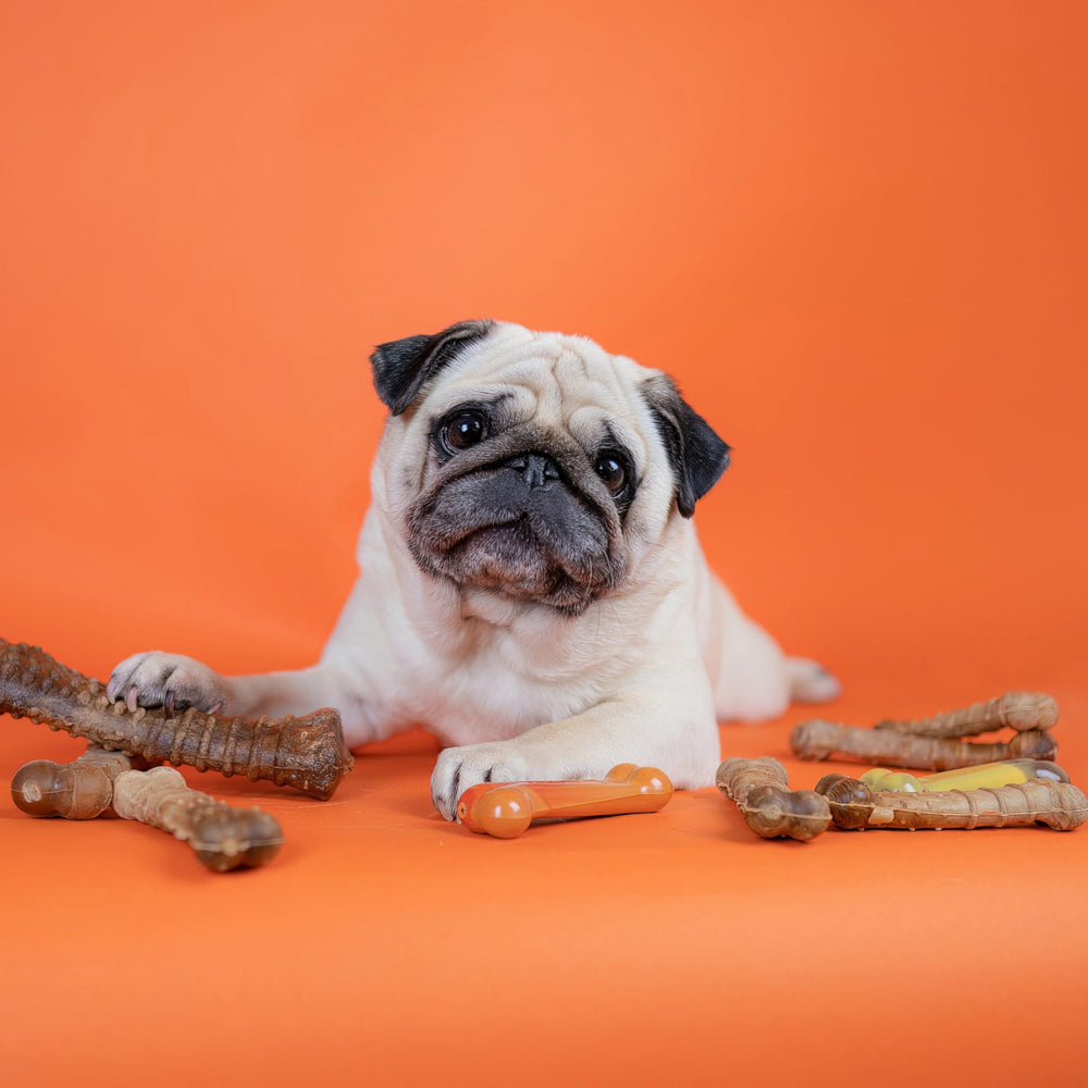 Nylabone Healthy Edibles - arôme-poulet-irresistible: goût captivant pour chiens.