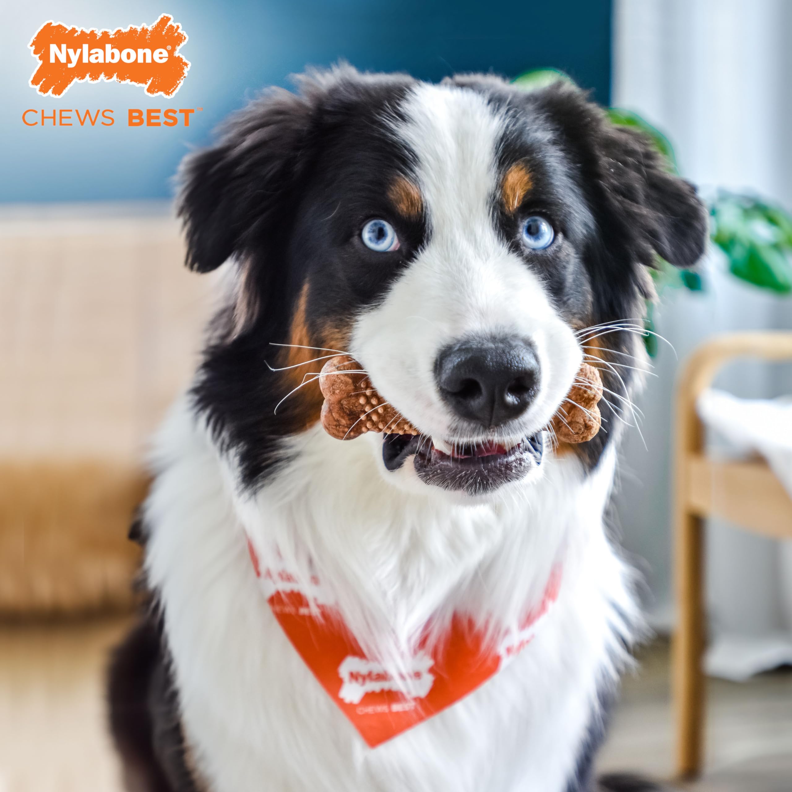 Nylabone Healthy Edibles pour chiens moyens, format adapté pour chiens de moyenne taille.