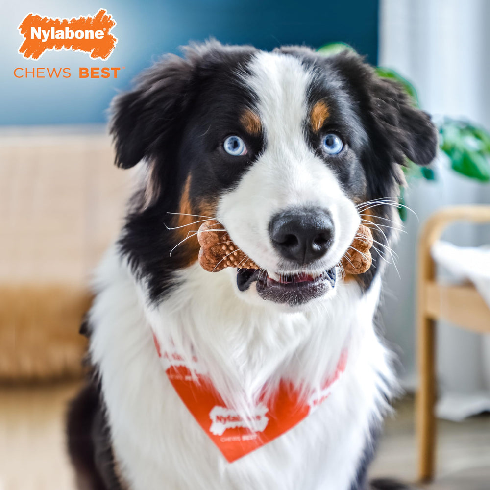 Nylabone Healthy Edibles pour chiens moyens, format adapté pour chiens de moyenne taille.