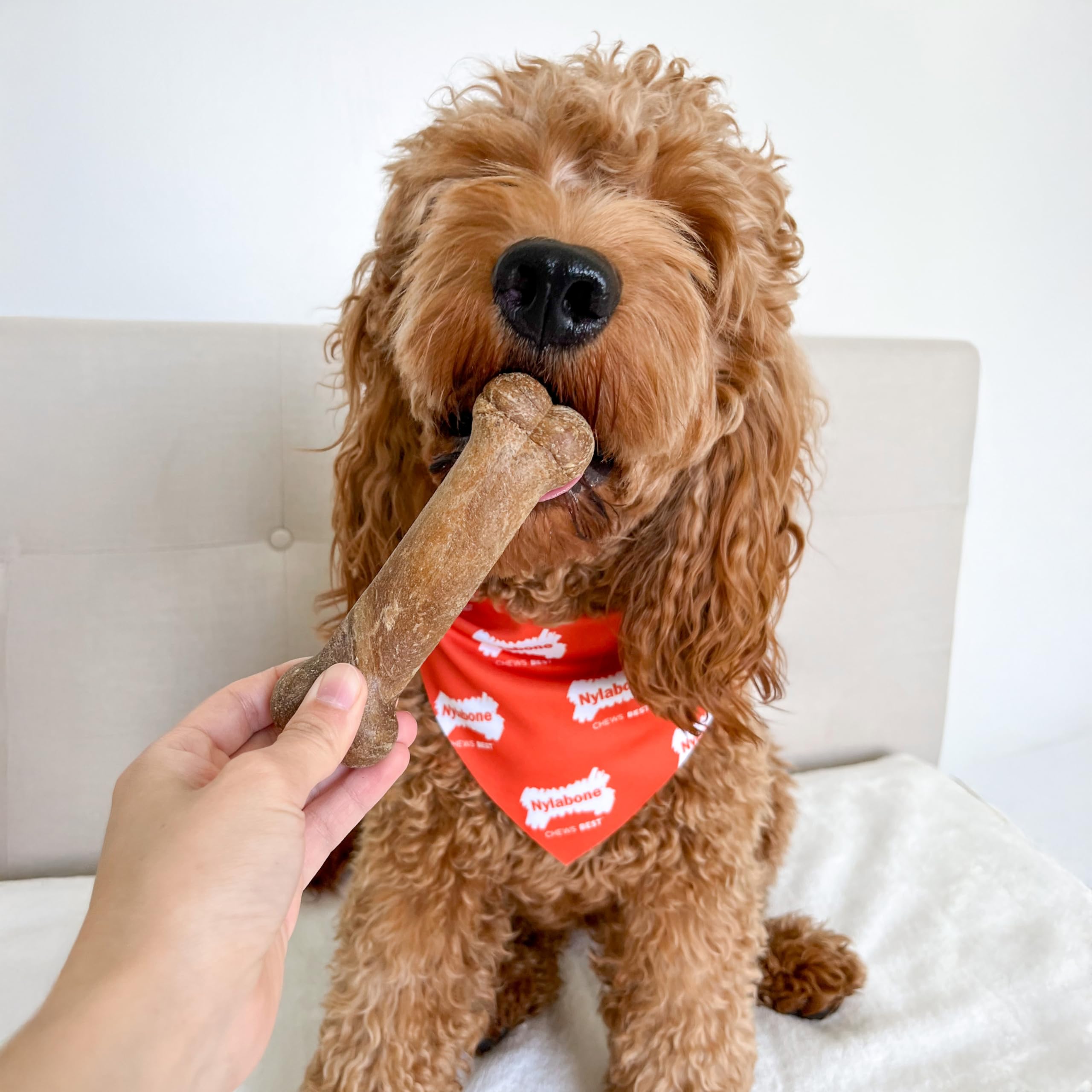 Nylabone Healthy Edibles - emballage-pratique: dose facile pour l'entraînement quotidien.