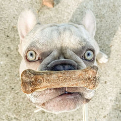 Nylabone Friandises Saines : longue durée de mastication