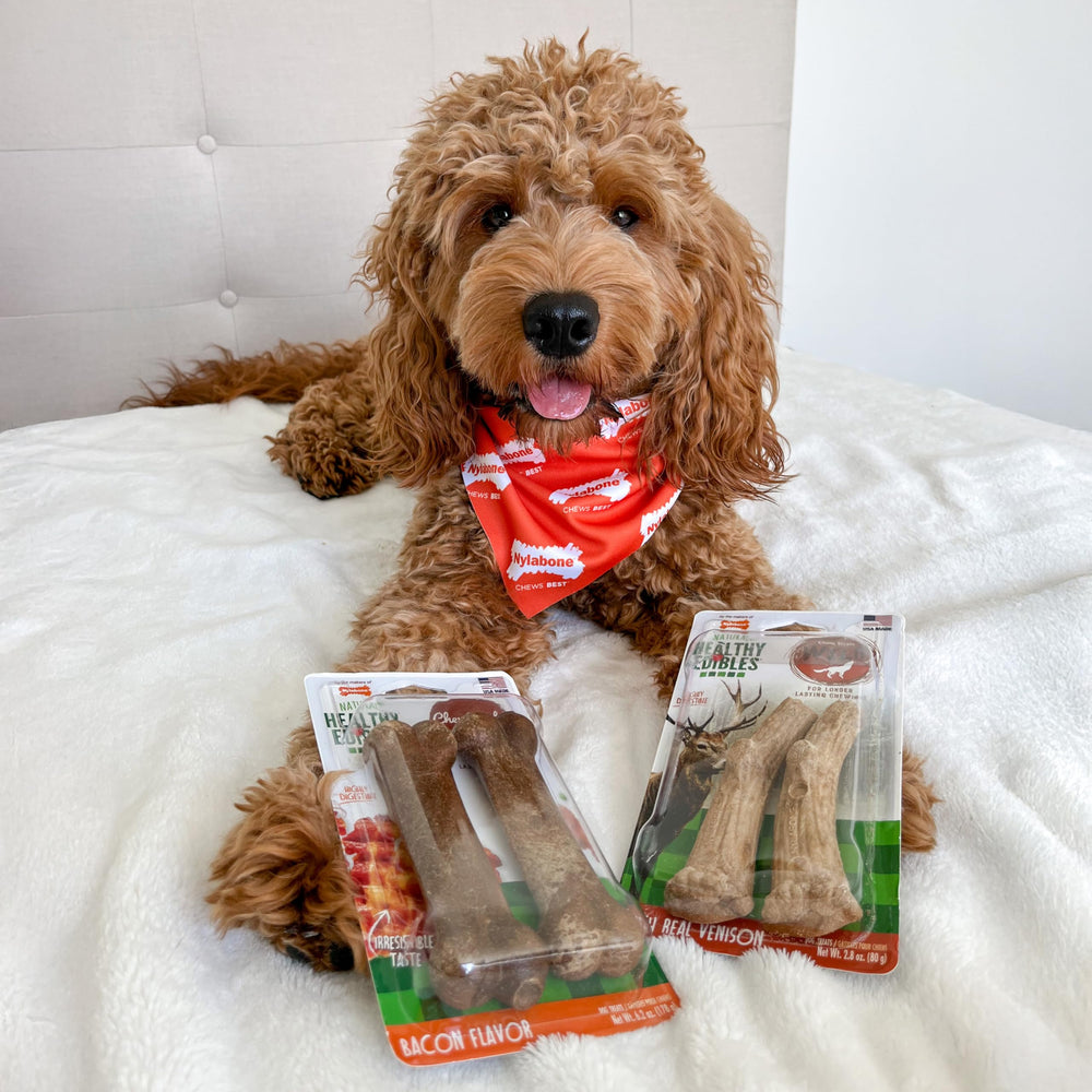Nylabone Healthy Edibles : os-venaison longue durée idéale pour occuper votre chien.