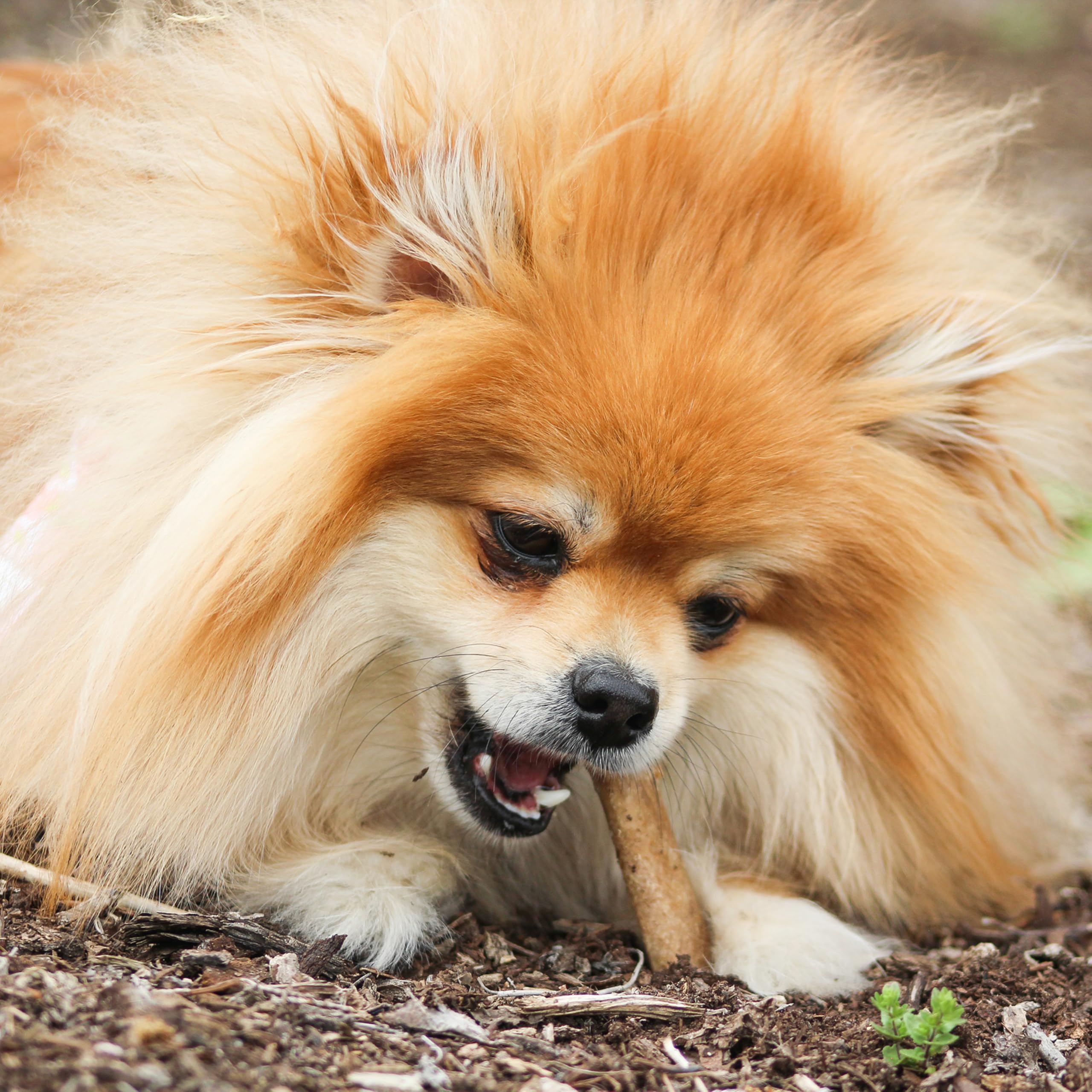 Nylabone Healthy Edibles poulet, texture durable, friandise longue durée pour chien.