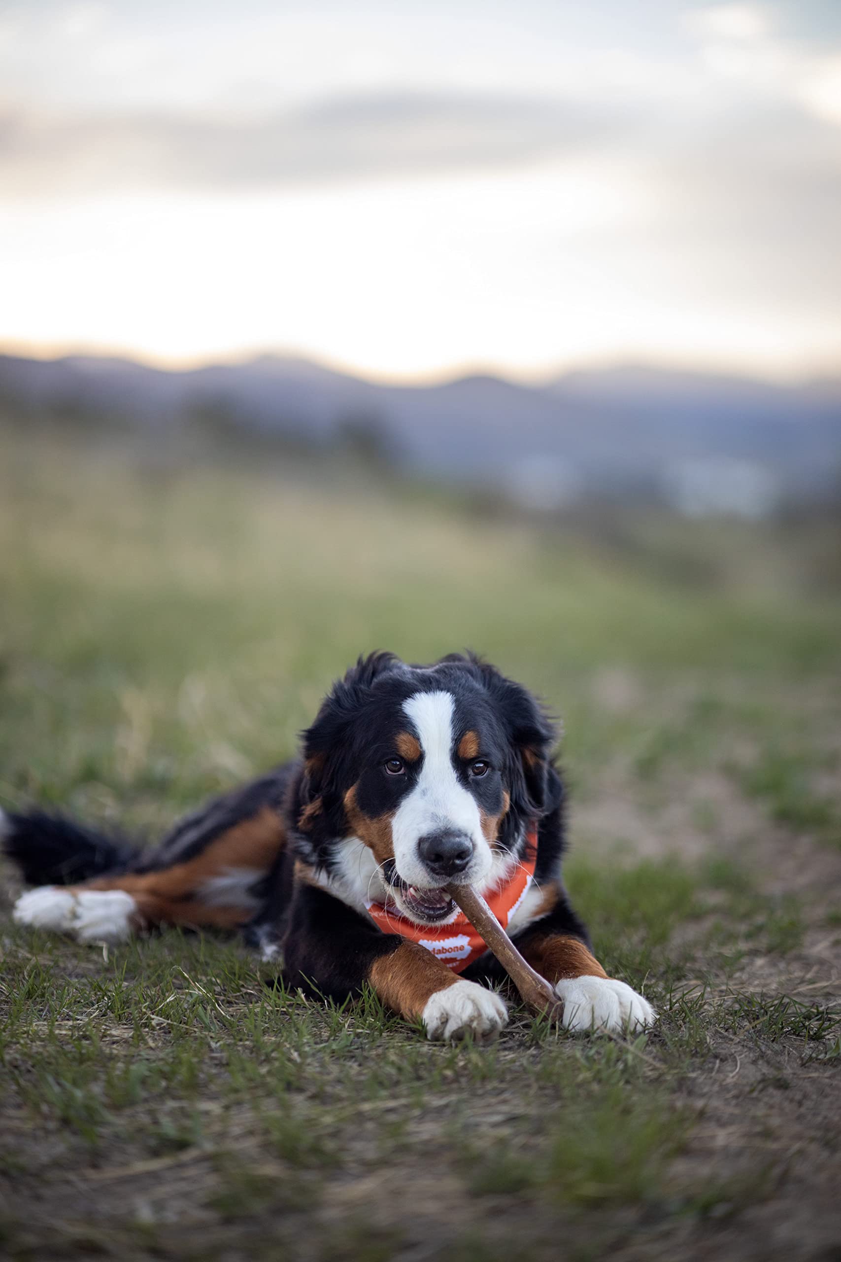 Nylabone Healthy Edibles texture croquante et durable pour occuper le chien.