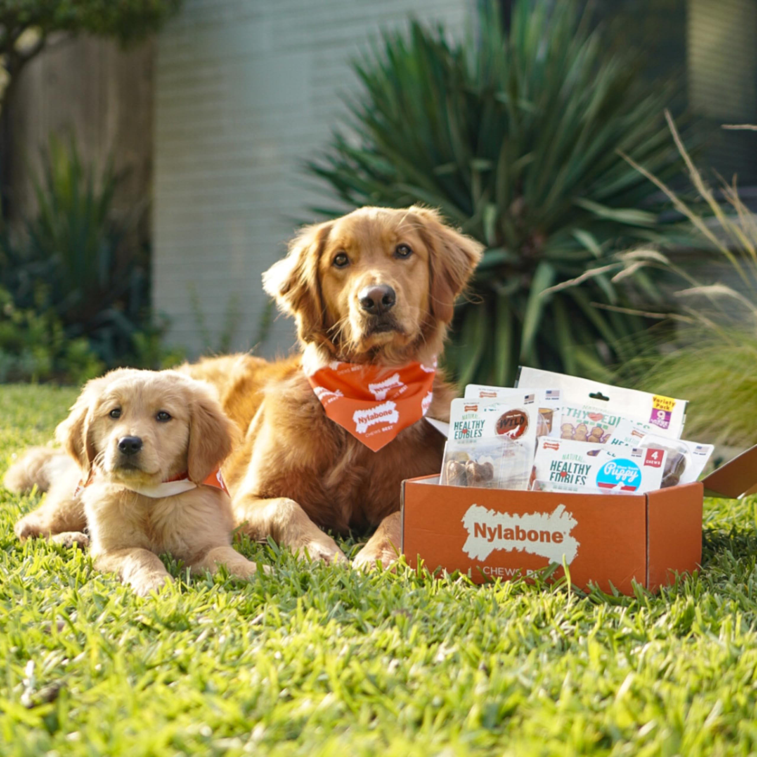 Nylabone Healthy Edibles Wild – emballage clair montrant ingrédients naturels et absence de conservateurs.