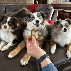 Nylabone Healthy Edibles WILD ingrédients naturels et digestibilité pour petits chiens.