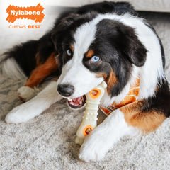 Nylabone ingrédients limités : friandises digestibles sans culpabilité