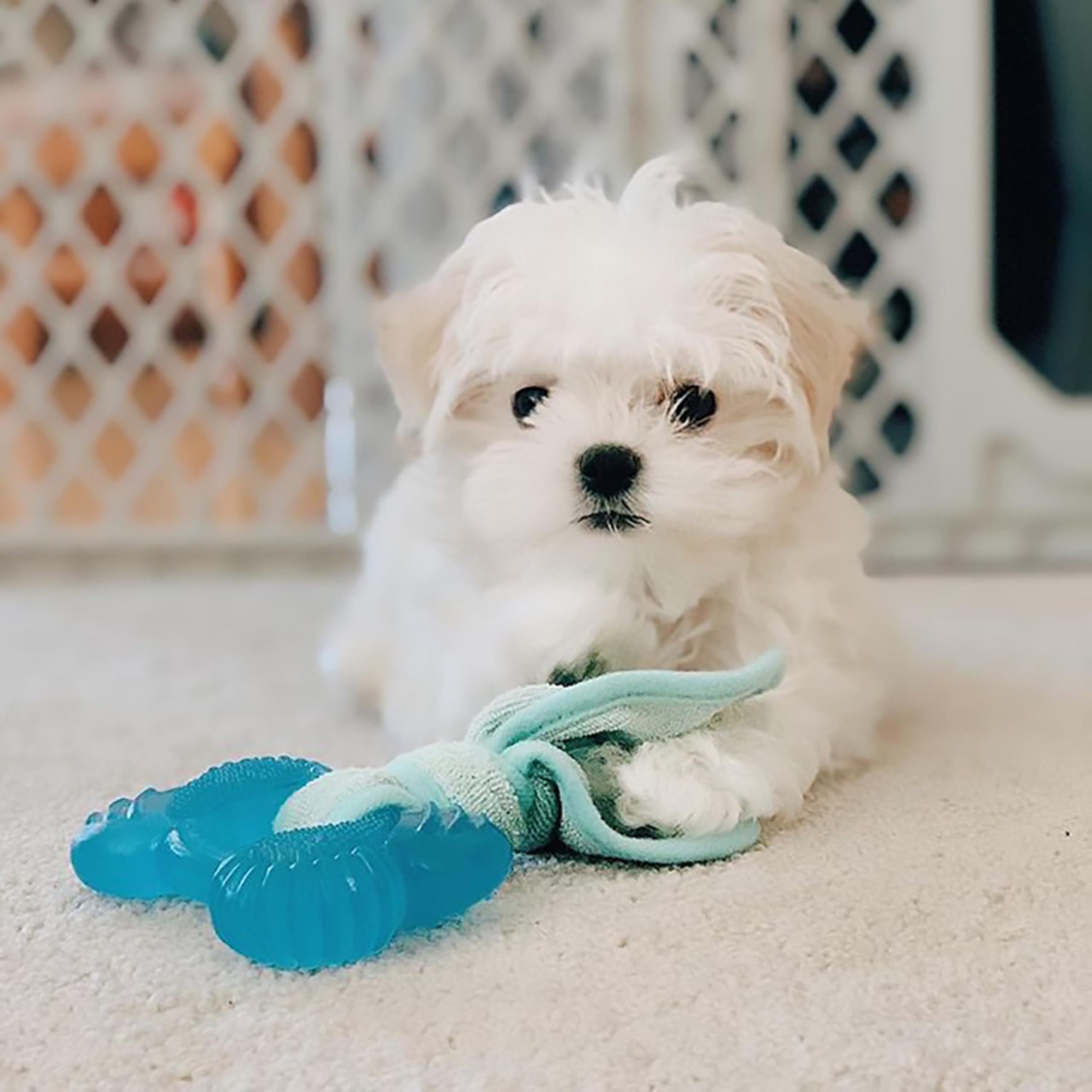 Nylabone jouet dentition doux, expérience agréable pour chiots.
