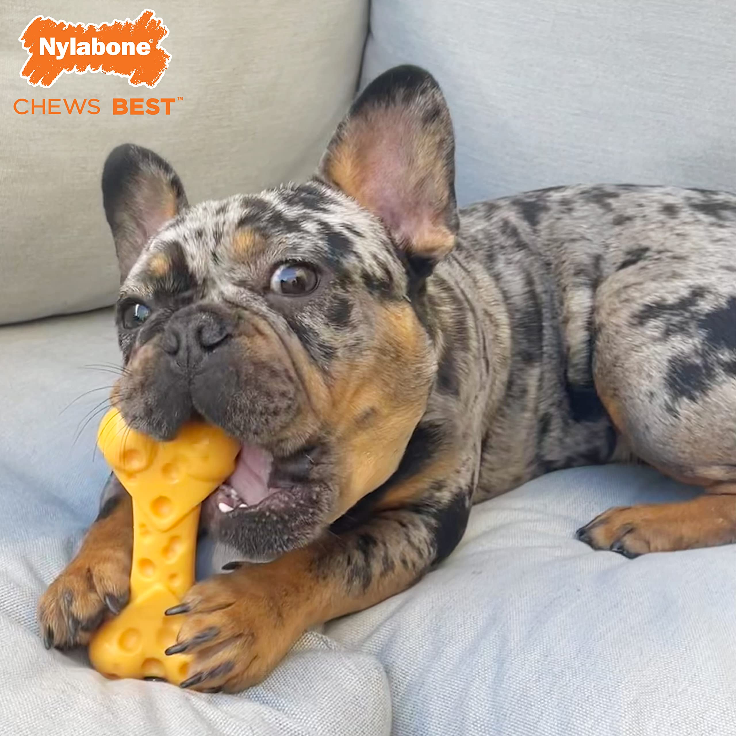 Nylabone Jouet Dentition Fromage, texture durable pour sessions de mastication prolongées.