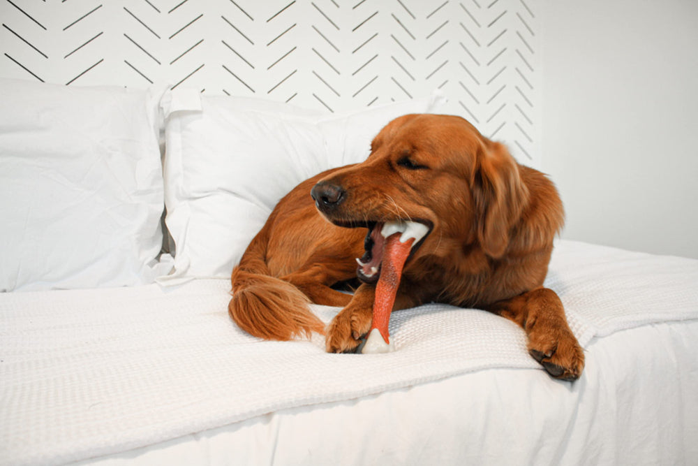 Nylabone jouet dentition texturee nettoie les dents lors de la mastication.