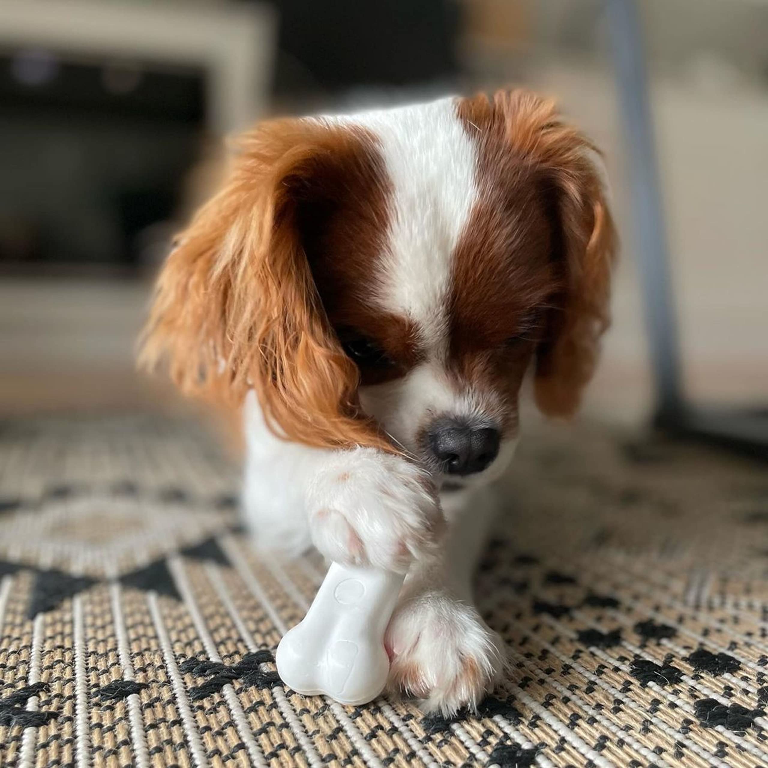 Nylabone jouet dur pour rongeurs extrêmes, robuste et sûr.