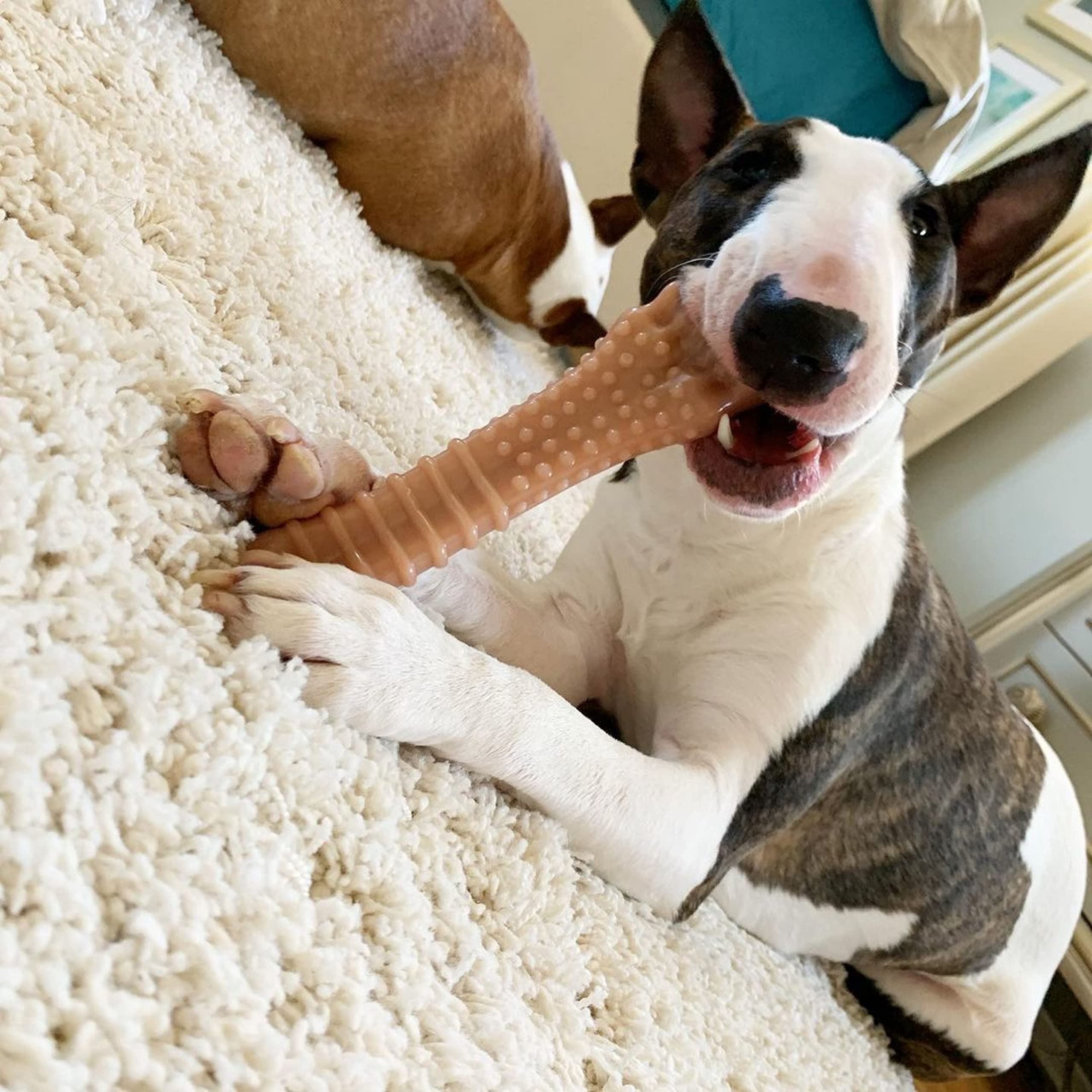 Jouet Nylabone pour gros chien, plus de 50 lb, saveur poitrine salée.
