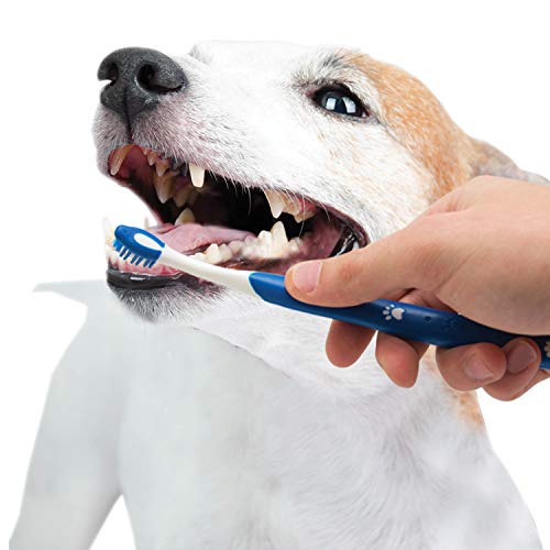 Nylabone kit entretien dentaire chiot – saveur originale apprécié par les chiots