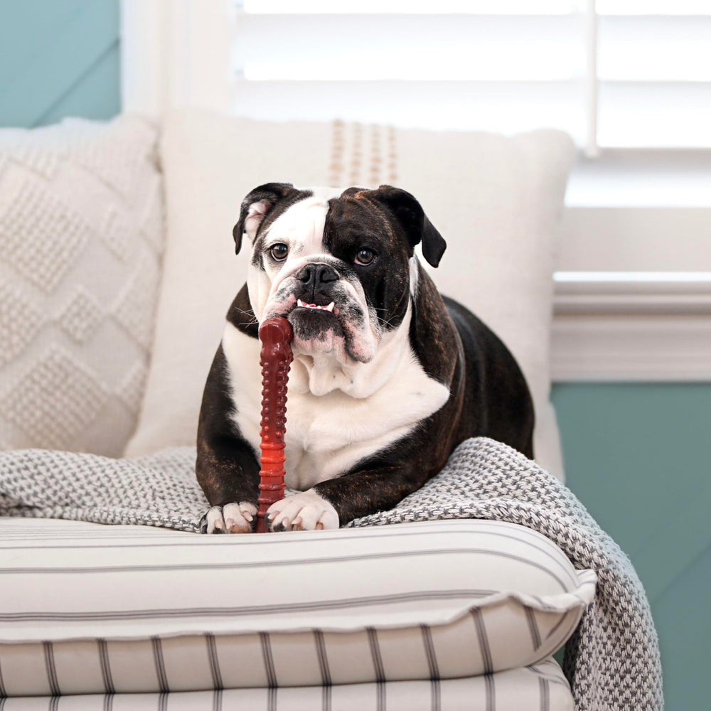 Nylabone Power Chew, texture durable pour mâcher intensément.