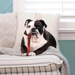 Nylabone Power Chew, texture durable pour mâcher intensément.