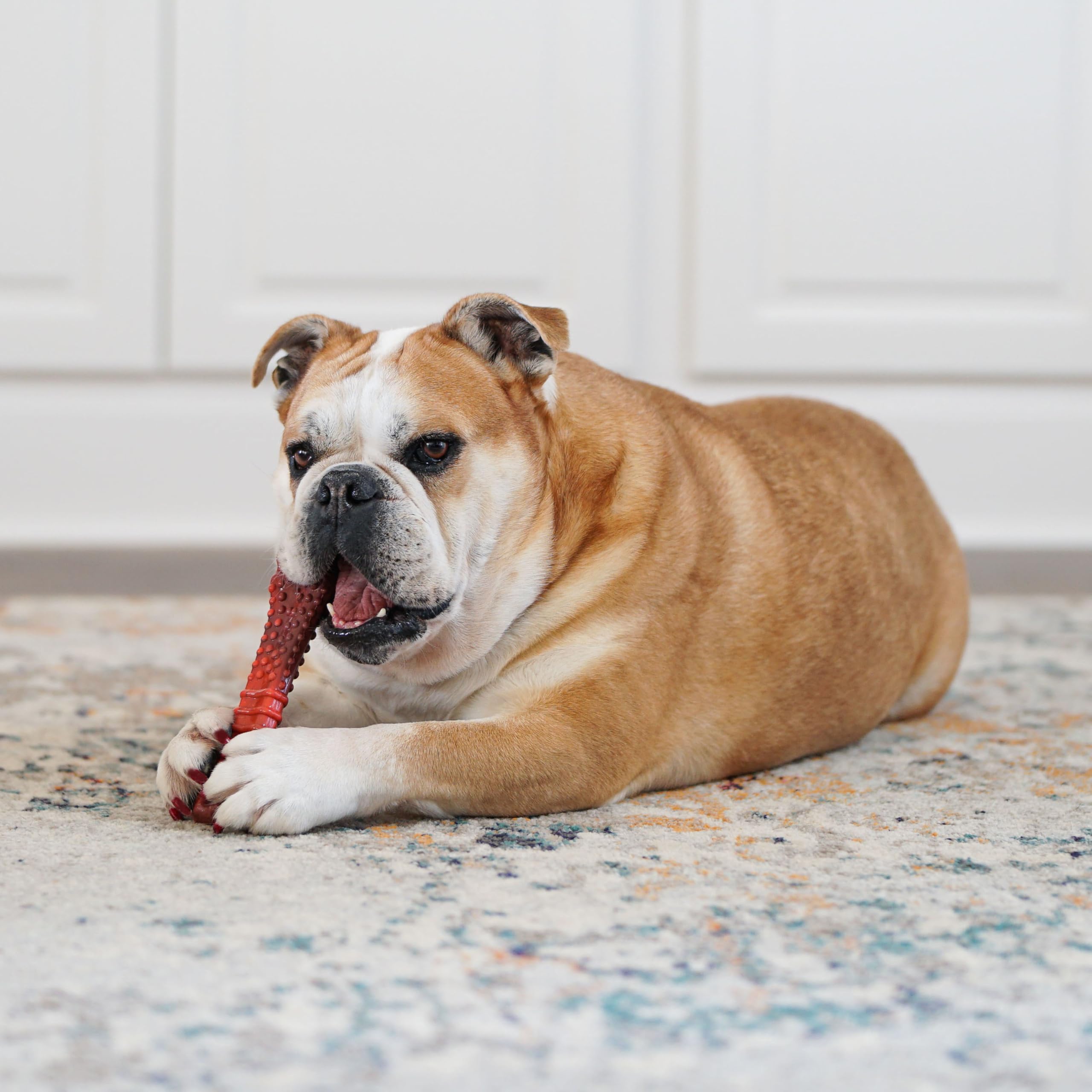 Nylabone Power Chew, saveur boeuf jerky infusée.