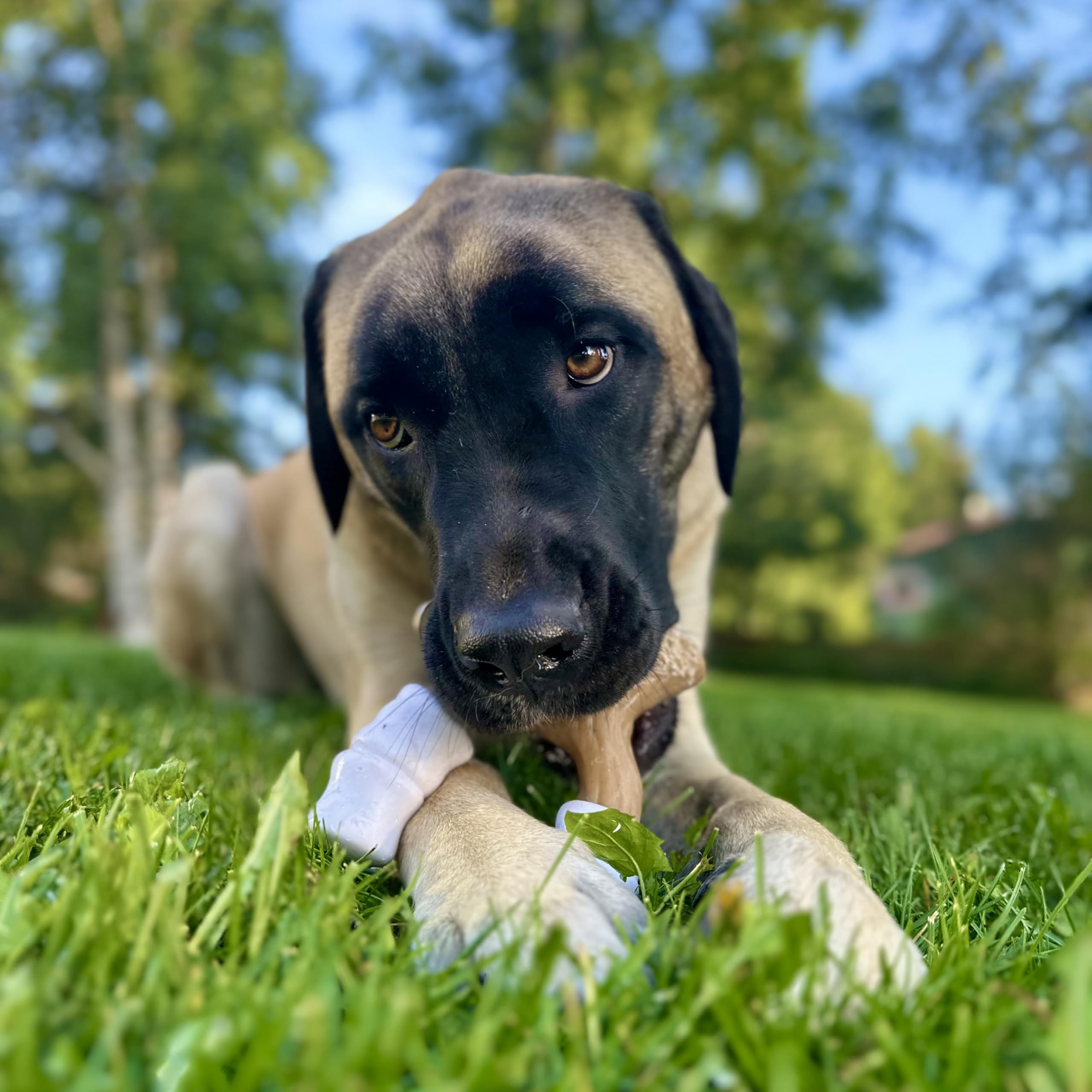 Nylabone Marshmallow Stick avec trois extrémités pour mâcher facile.
