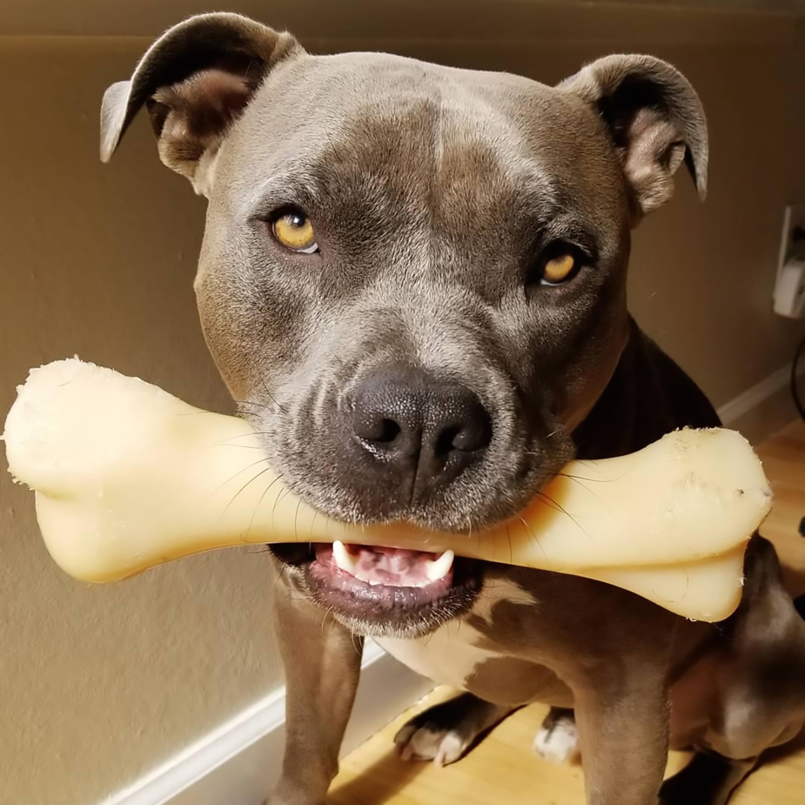 Nylabone Morsure Extrême – conception robuste pour chiens agressifs