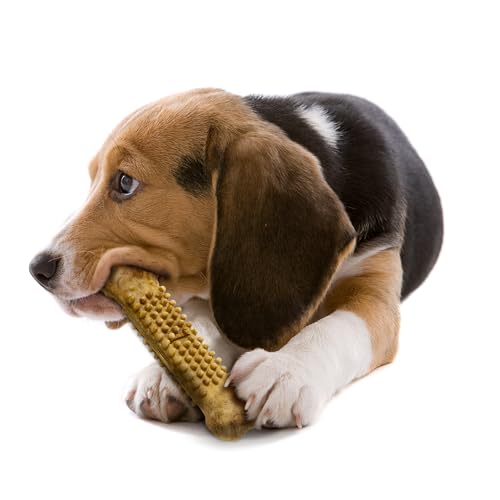 Nylabone Nubz: dentition naturelle poulet grands chiens.