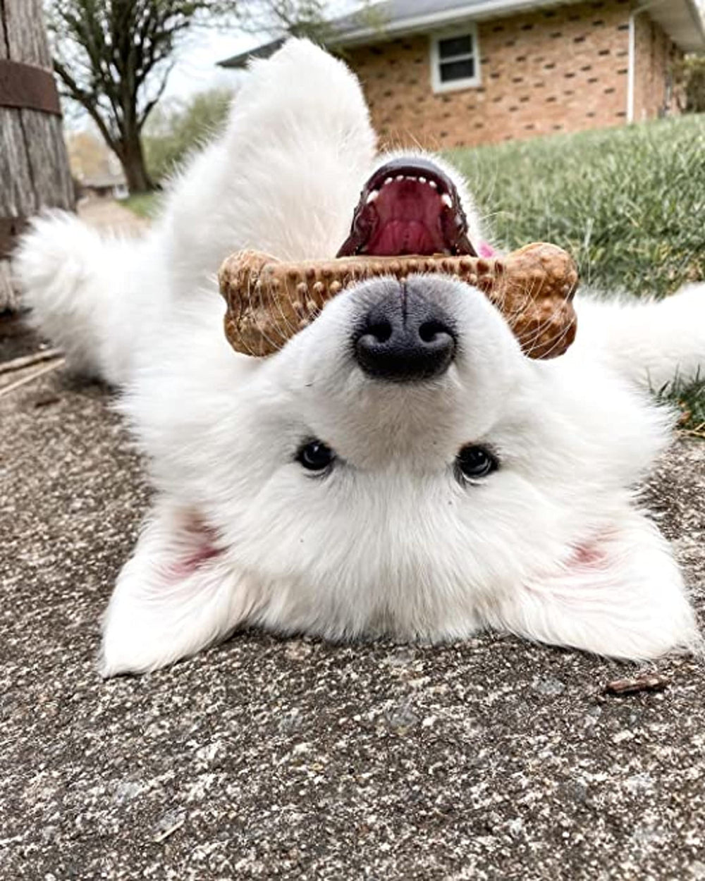 Nylabone Nubz: dentition saine poulet grands chiens.