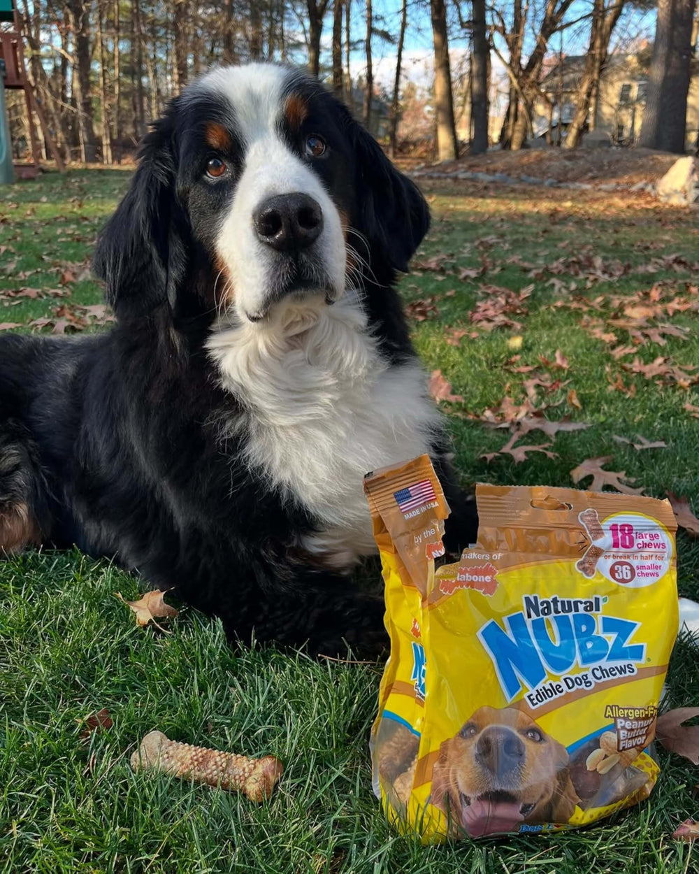 Nylabone Nubz mordant longue durée – engagement prolongé.