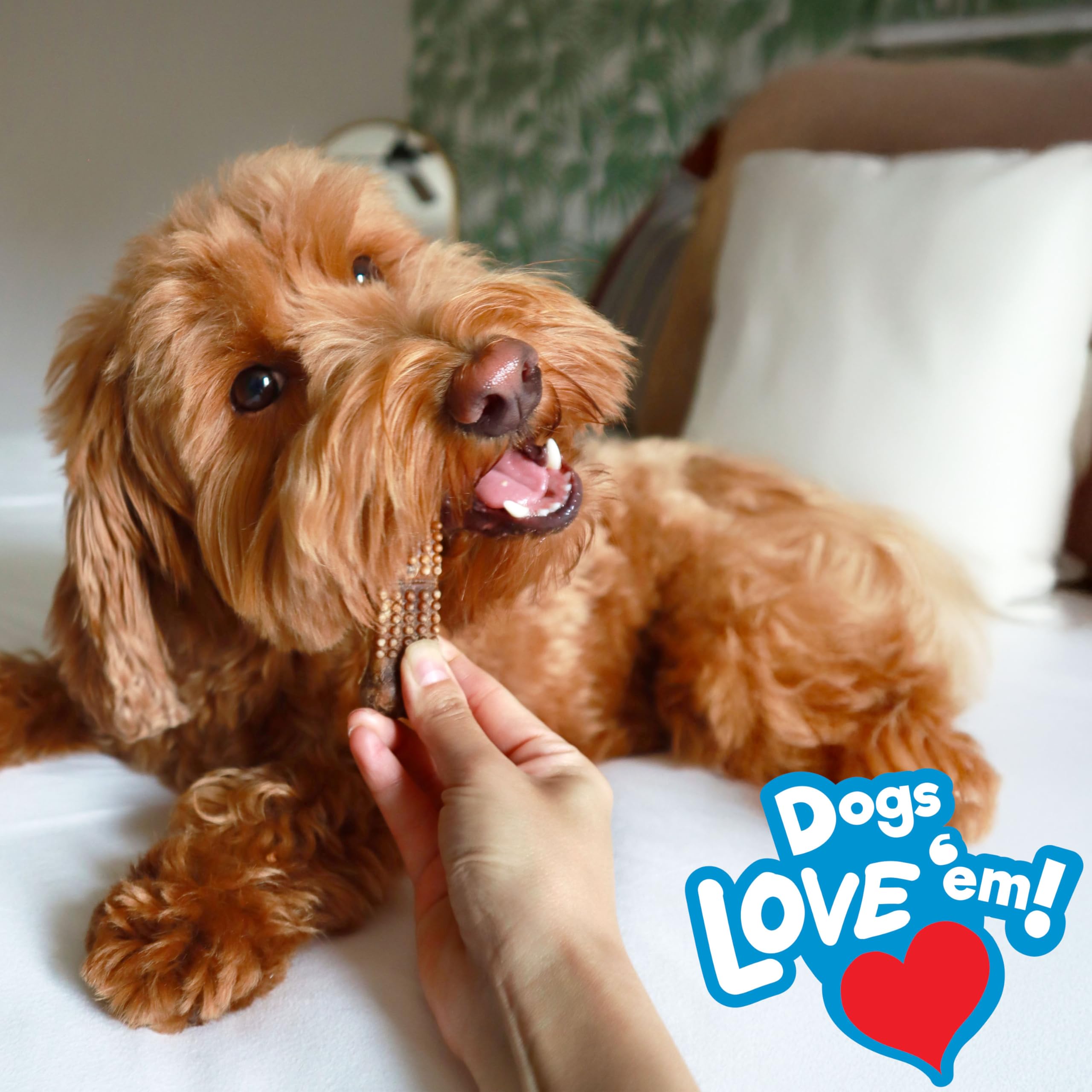 Nylabone Nubz fabrication aux États‑Unis, qualité et standards