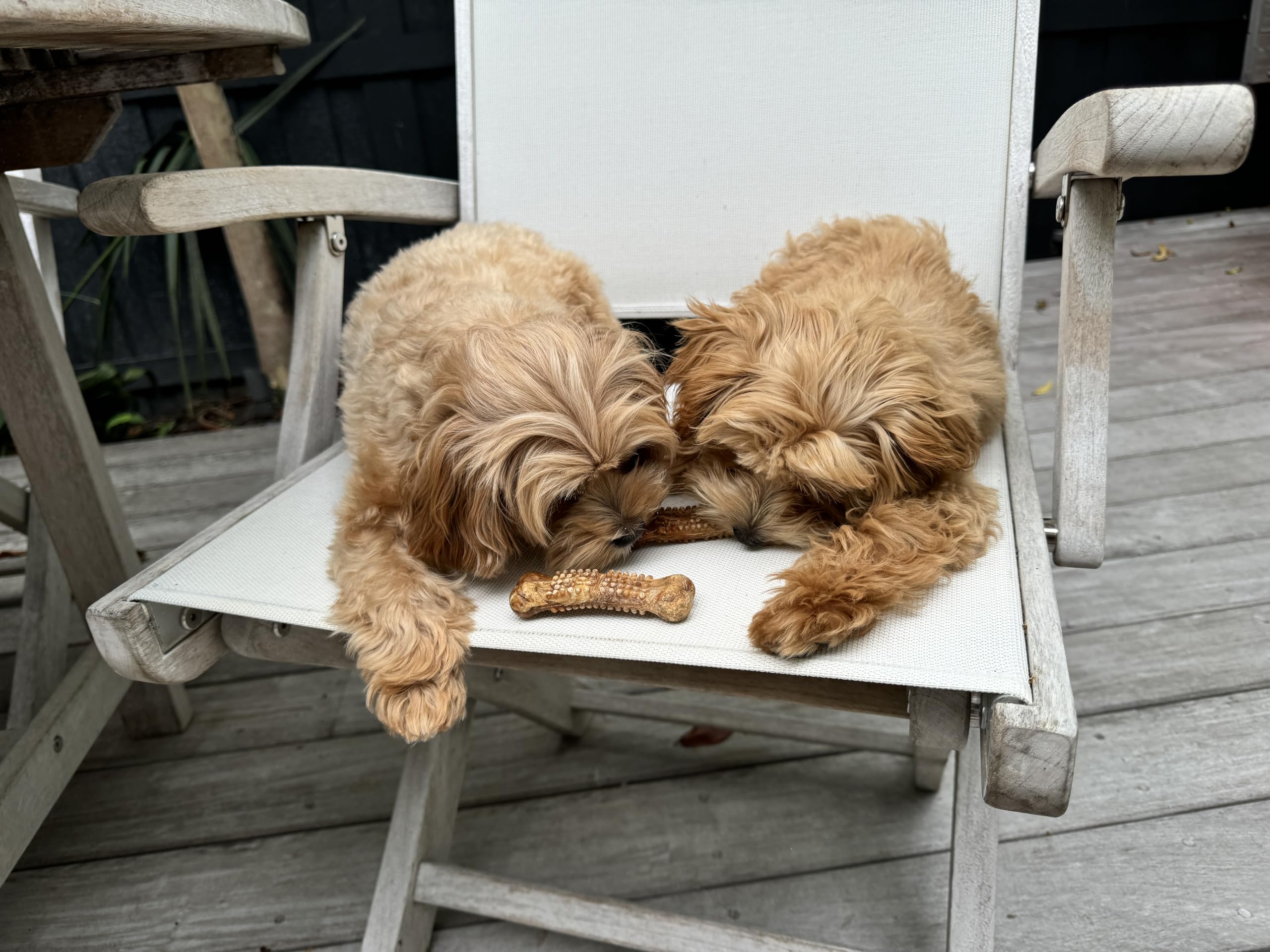 Nylabone Nubz: ingrédients naturels et fabrication aux États-Unis.