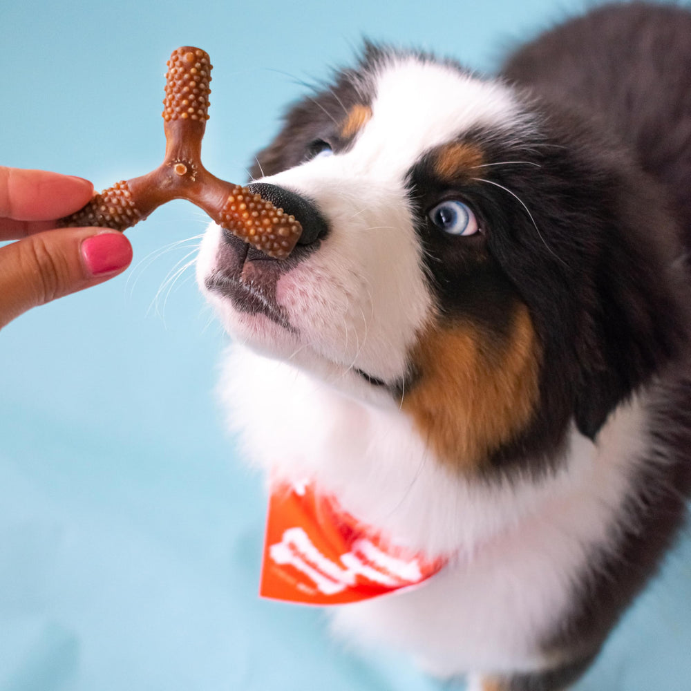 Nylabone Nutri Dent, prise en main facile, idéale pour que le chien mâche sans effort.
