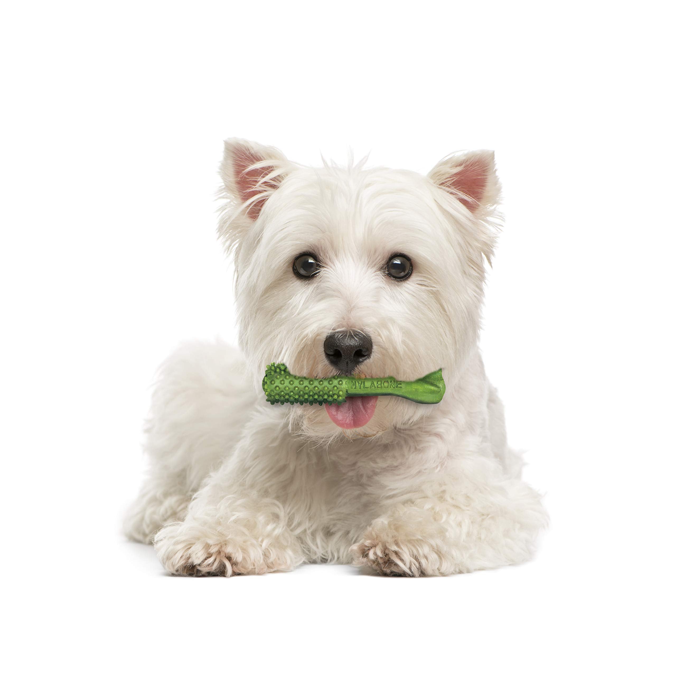 Nylabone Nutri Dent – routine quotidienne pratique pour les soins dentaires.