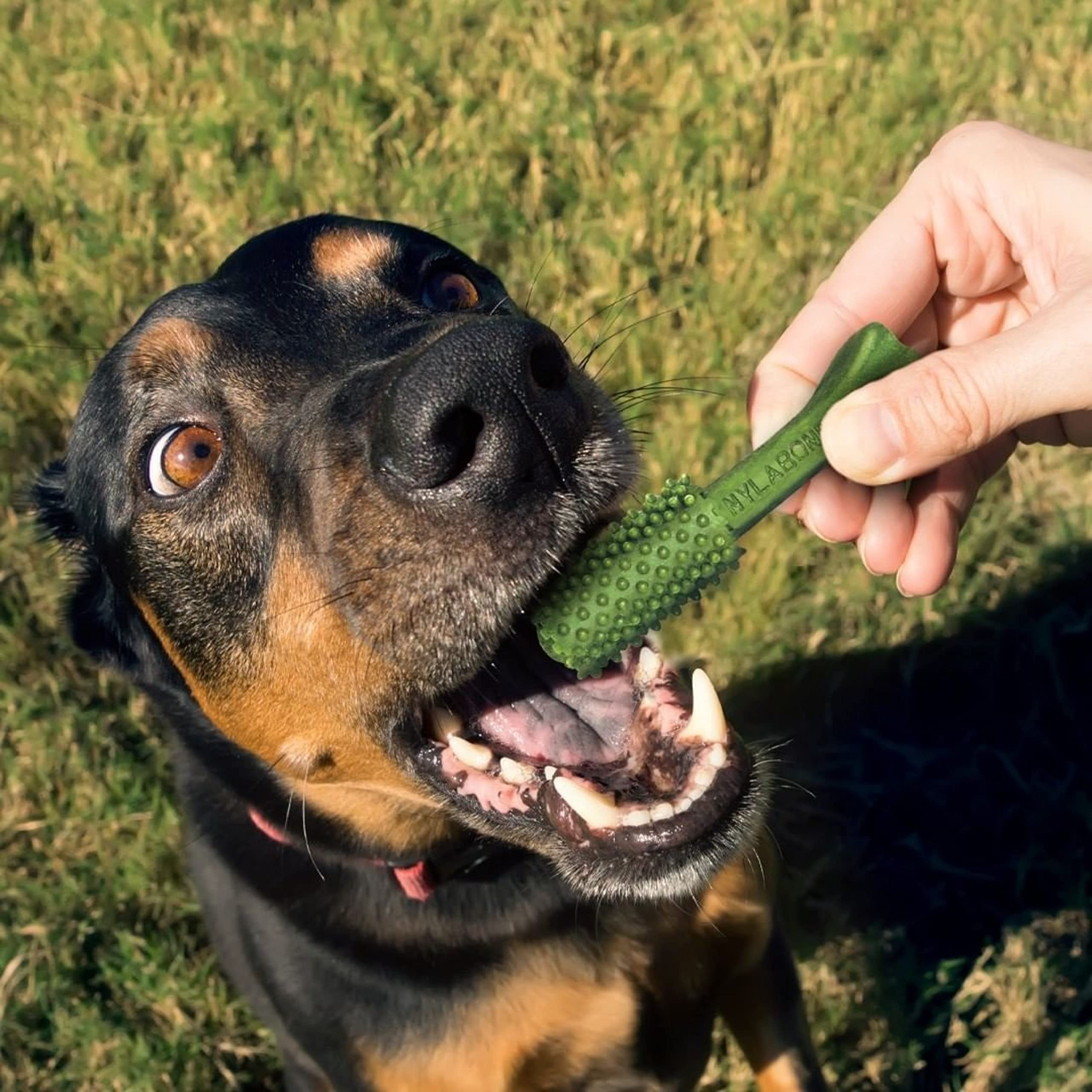 Nylabone Nutri Dent usage quotidien adapté aux chiens