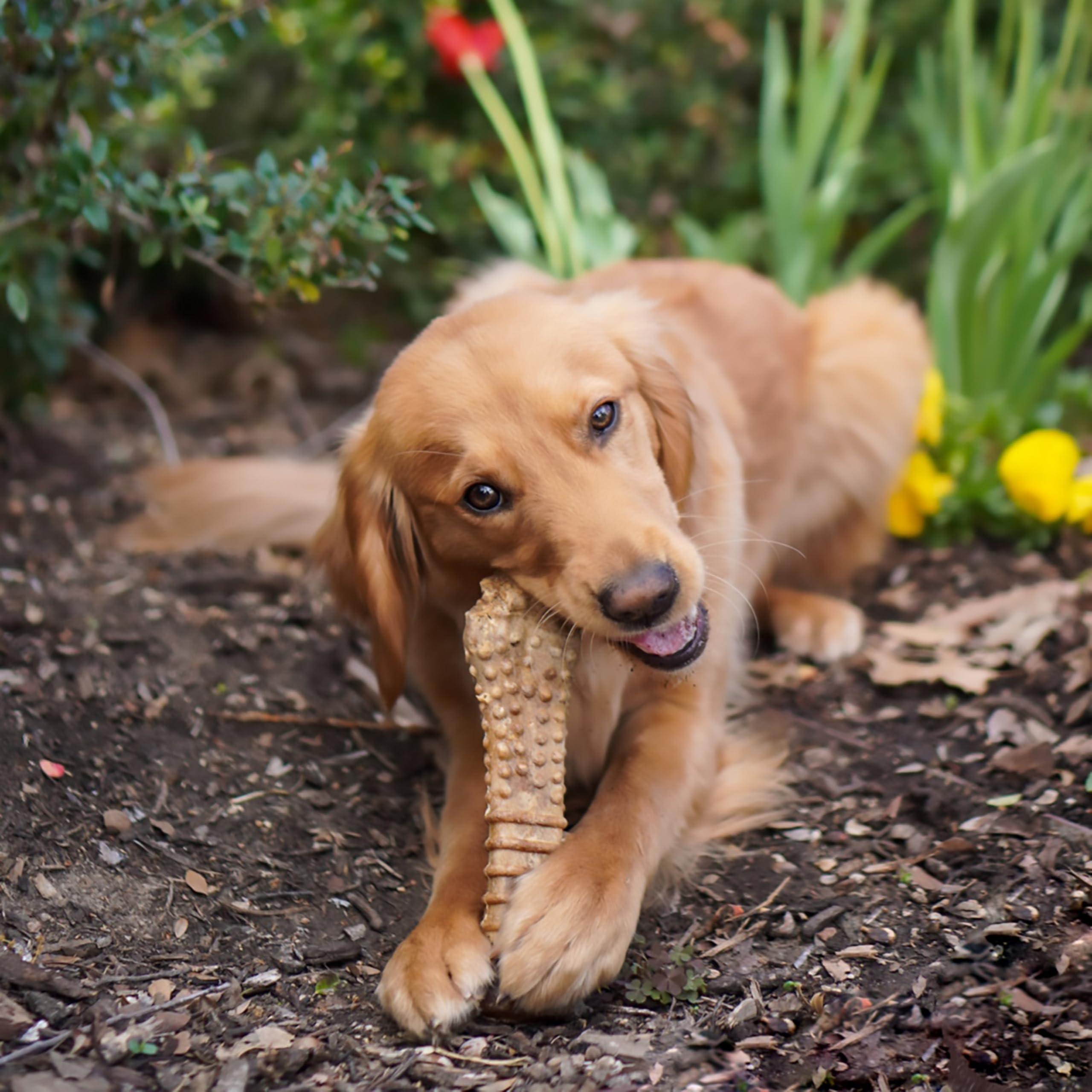 Goût filet mignon pour chiens gourmands