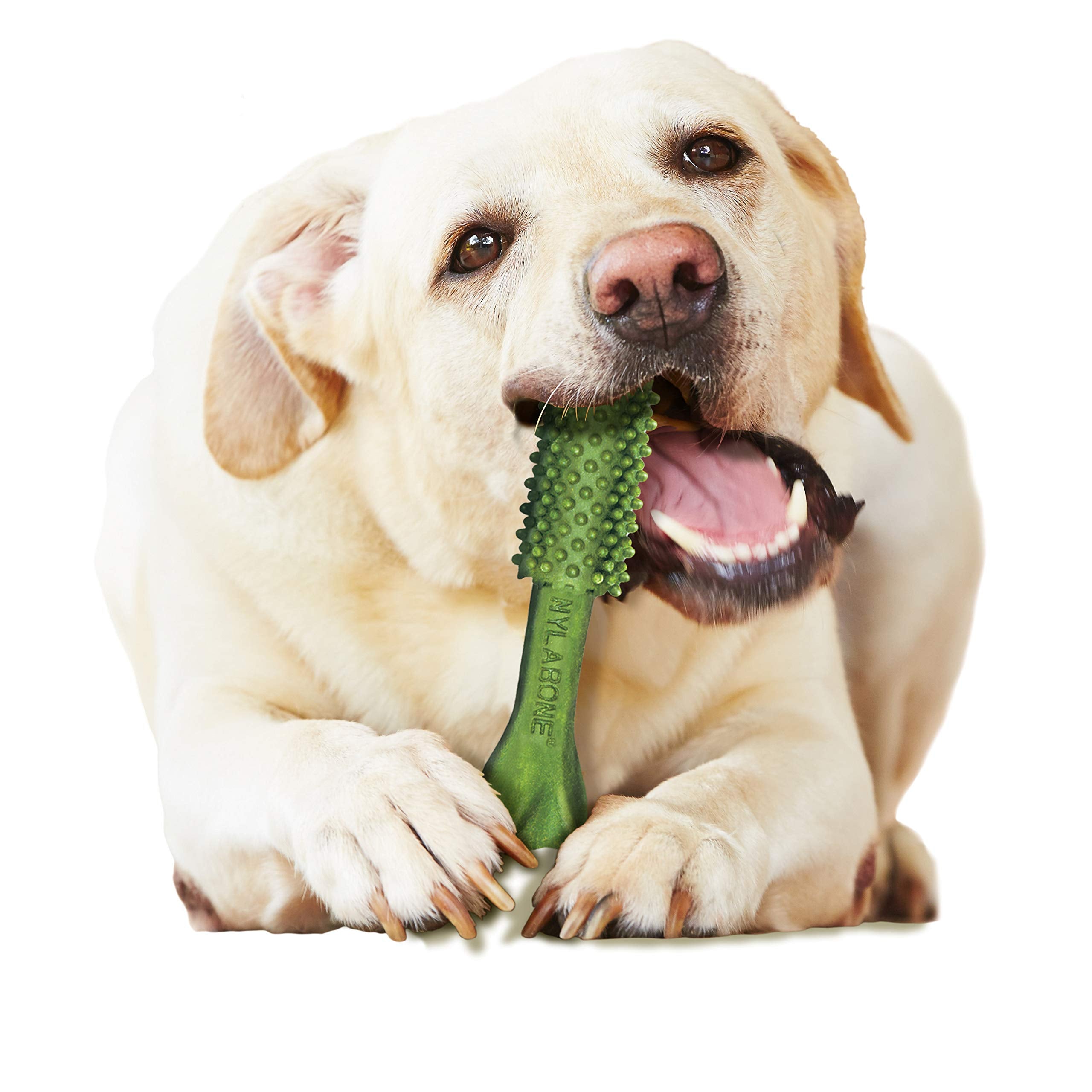 Nylabone Nutri Dent recommandation vétérinaire