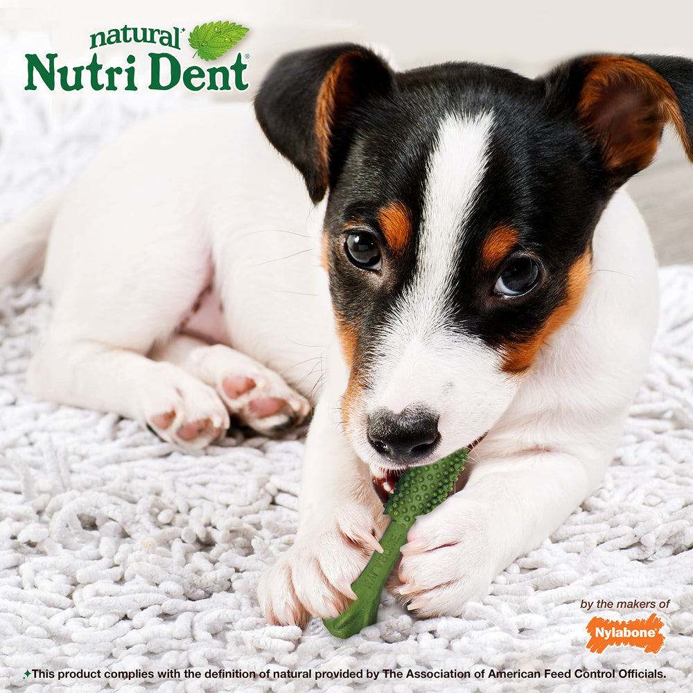 Nylabone Nutri Dent vet-recommande: recommandée par les vétérinaires pour l'hygiène dentaire.