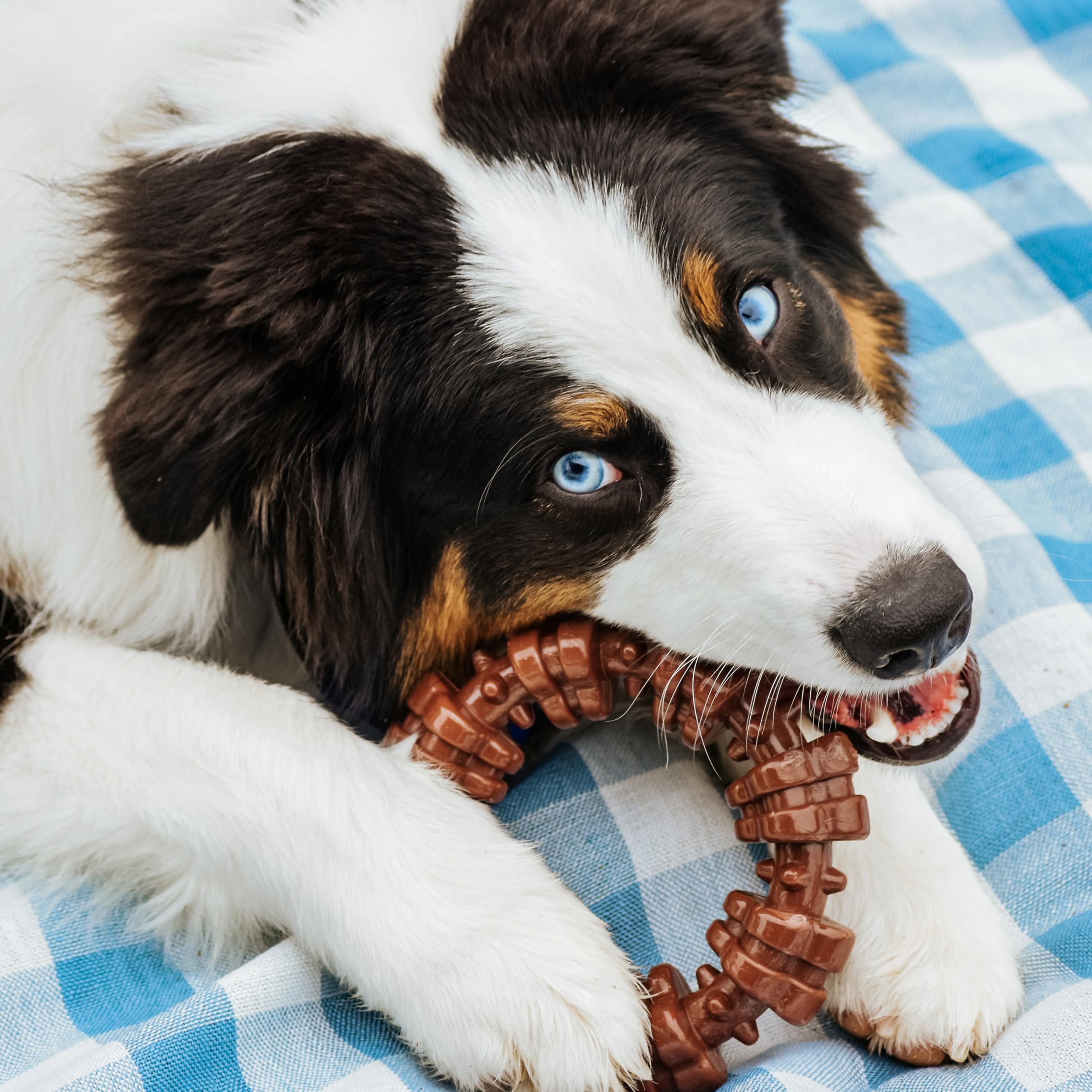 Jouet Nylabone en nylon durable, adapté aux morsous agressifs et sessions prolongées.