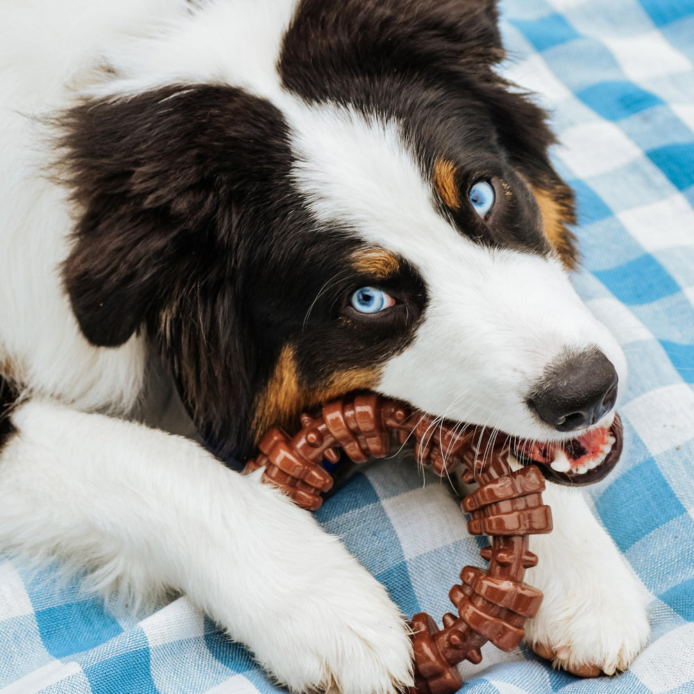 Jouet Nylabone en nylon durable, adapté aux morsous agressifs et sessions prolongées.