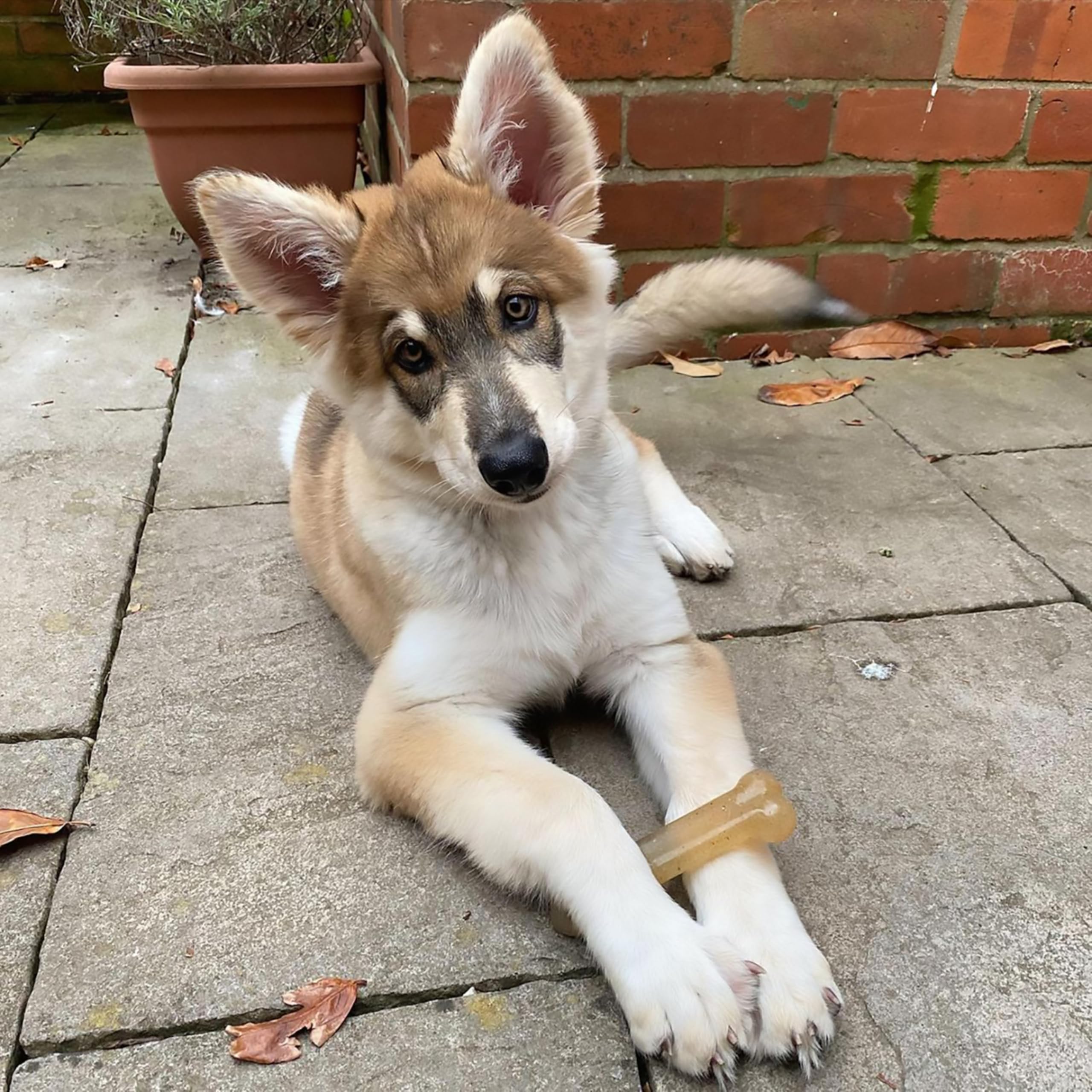 Nylabone os-flexi à mâcher, goût boeuf, favorise l’engagement.