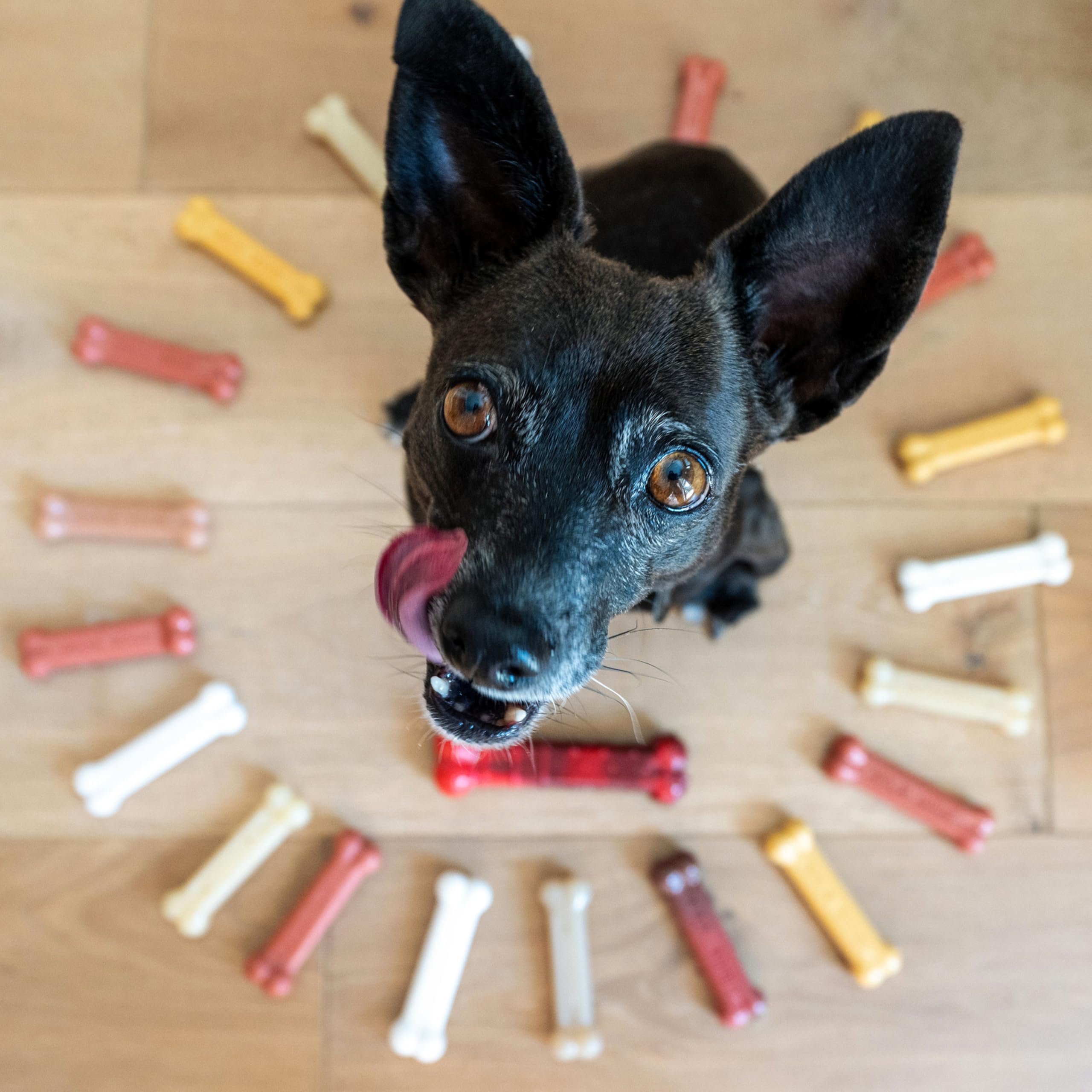 Nylabone Original texture-multi-surface: stimulation variée pour chien.