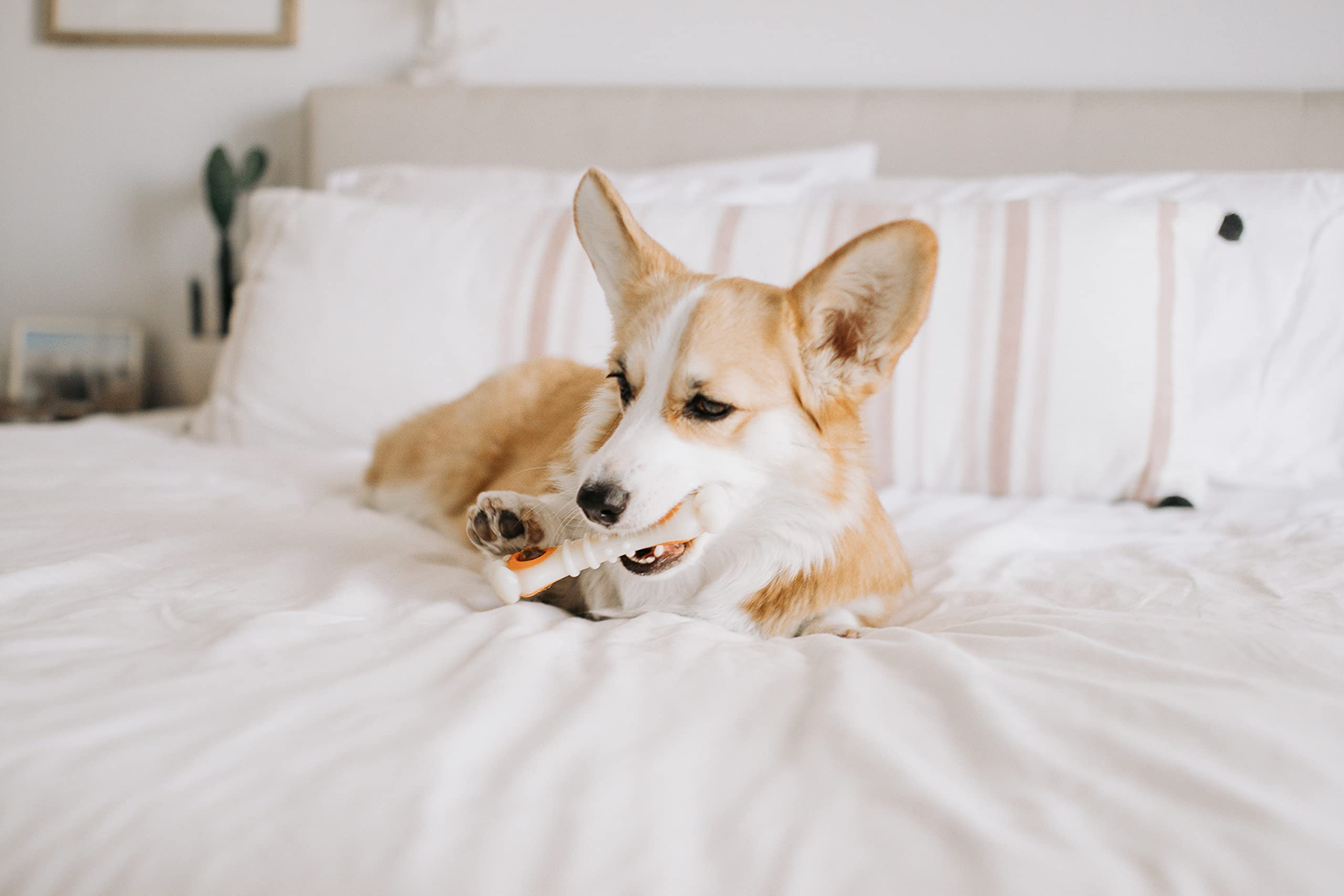 Nylabone Os articulé – livré avec des friandises naturelles fabriquées aux États‑Unis.