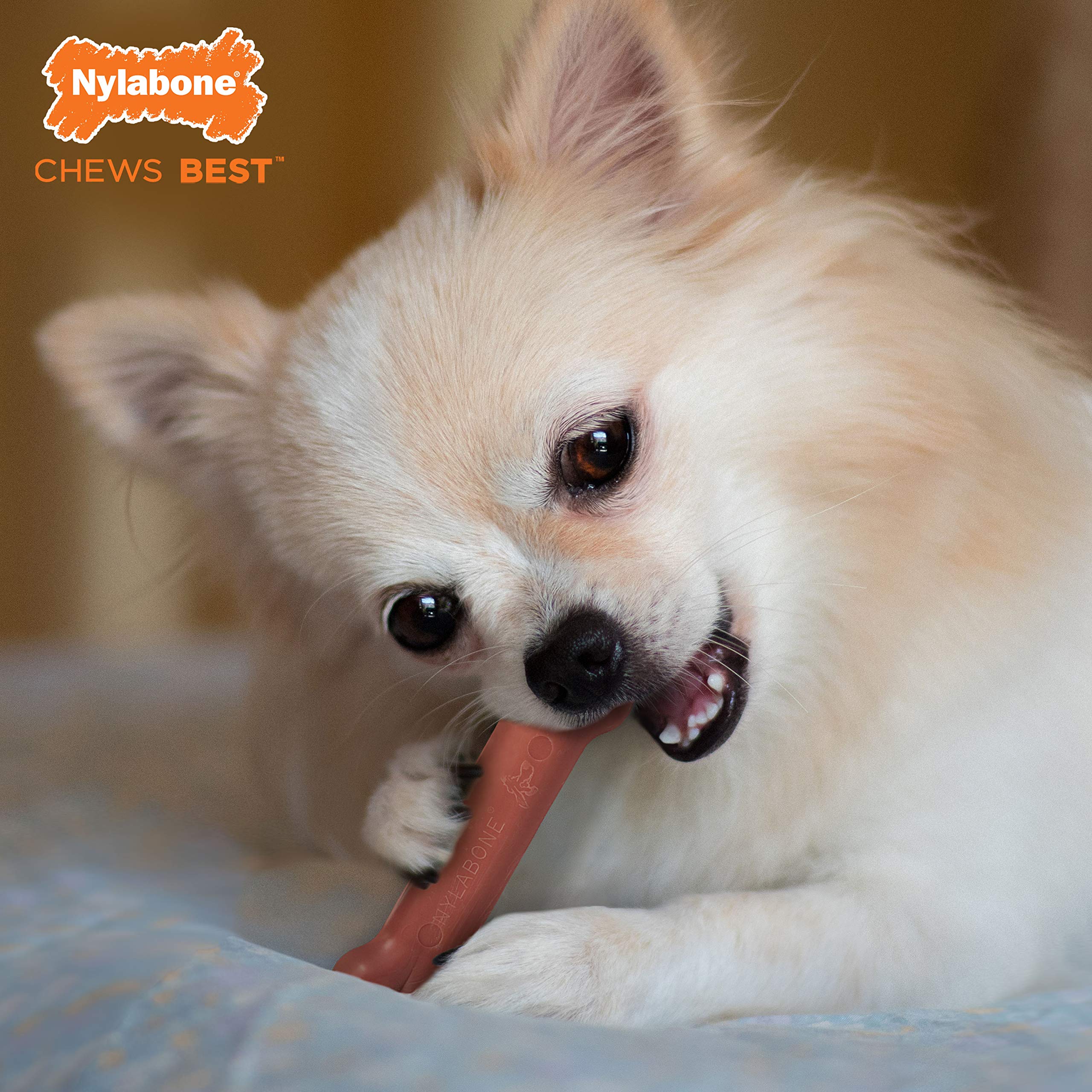 Nylabone os-classic-xs pour petit chien jusqu'à 6,8 kg.