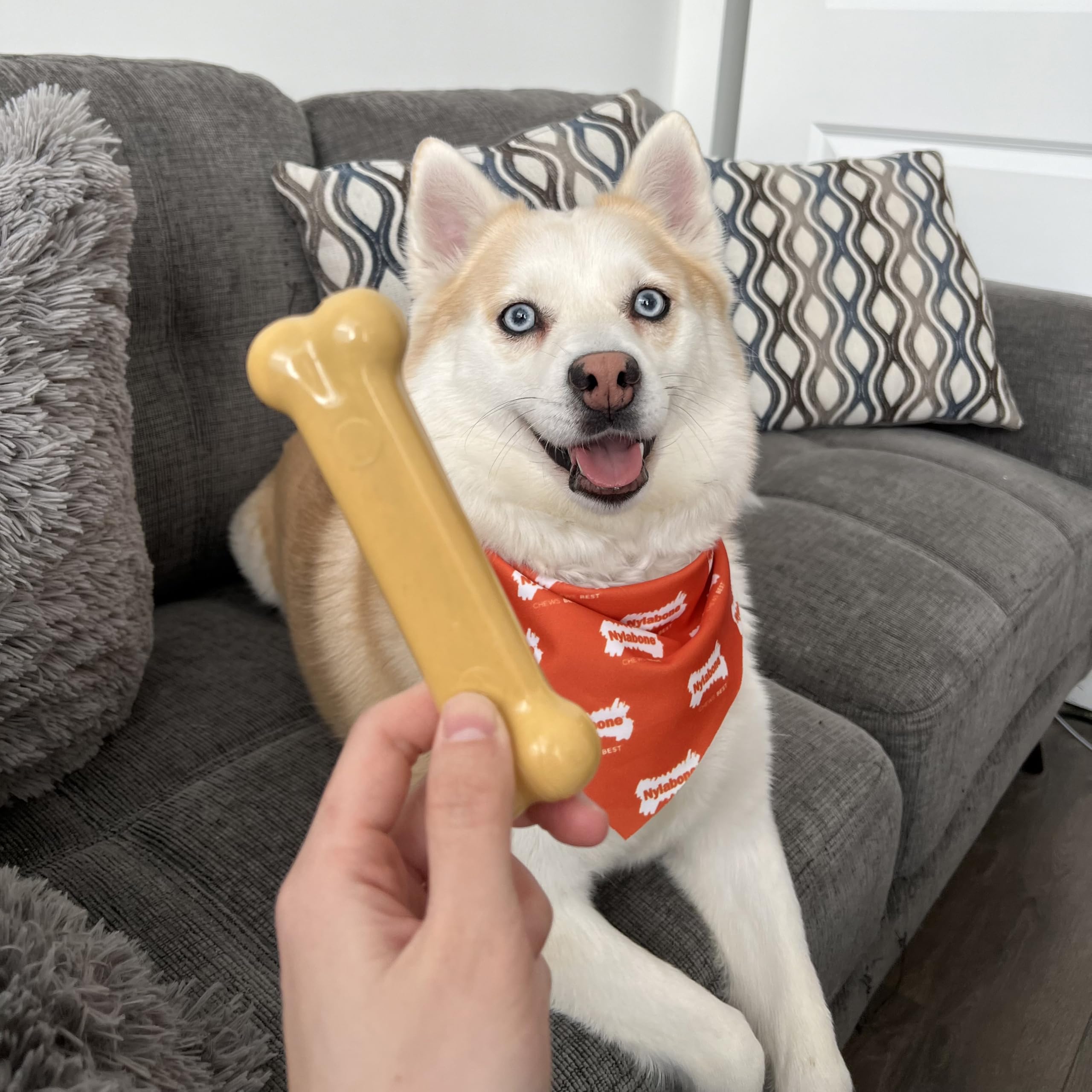 Nylabone Power Chew textures-multiples, stimule les sens et prolonge le jeu.