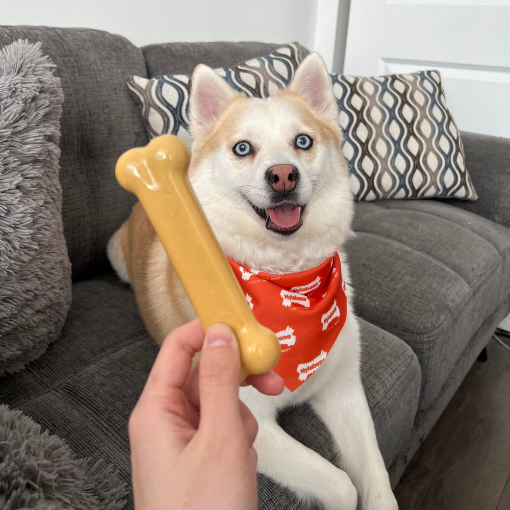 Nylabone Power Chew textures-multiples, stimule les sens et prolonge le jeu.