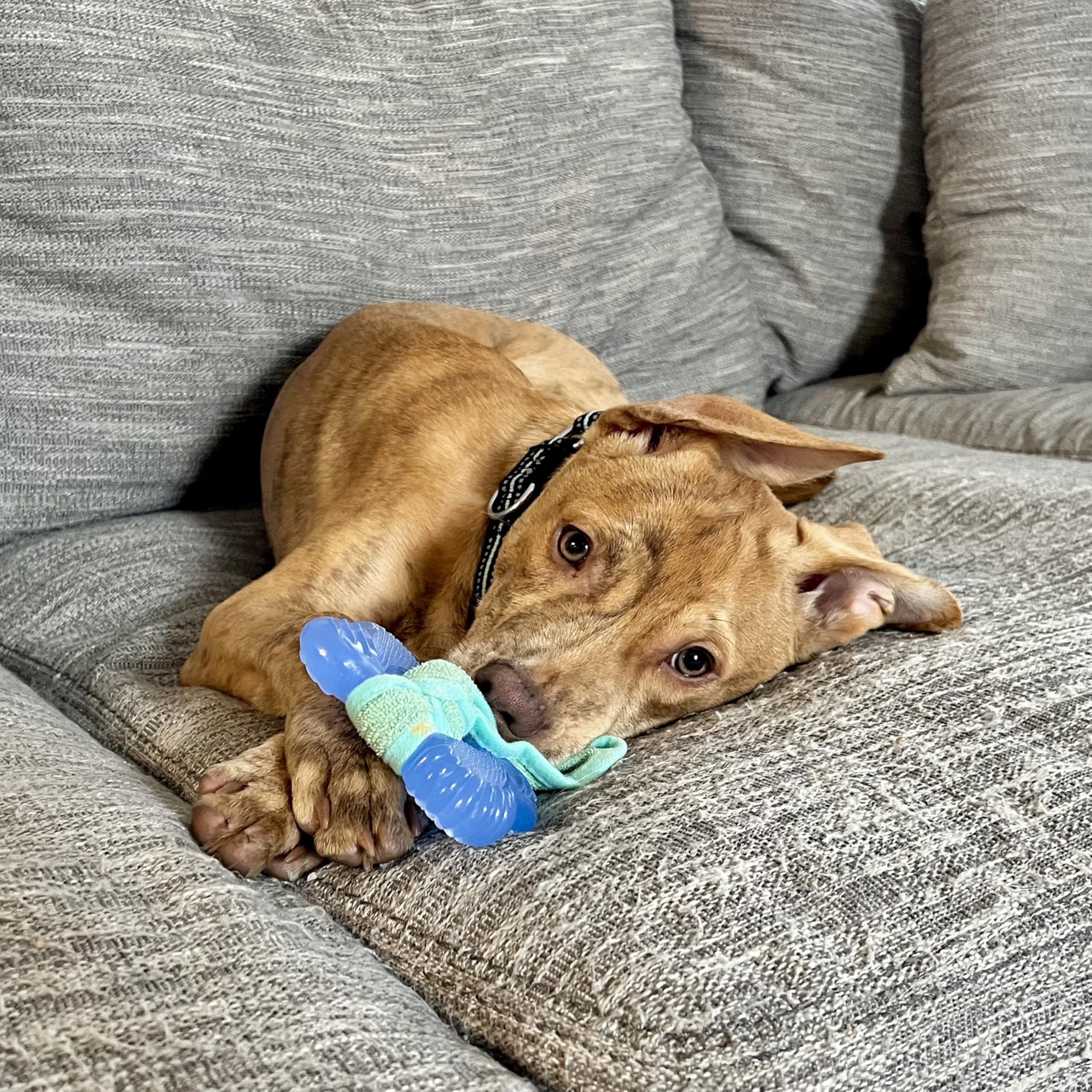 Nylabone os dentition 2-en-1 pour chiots, masse les gencives.
