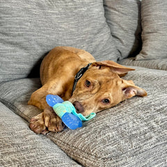 Nylabone os dentition 2-en-1 pour chiots, masse les gencives.