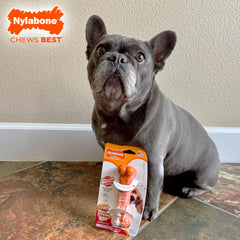 Nylabone os durable pour morsure agressive, conçu pour chiens forts qui mâchent longtemps.