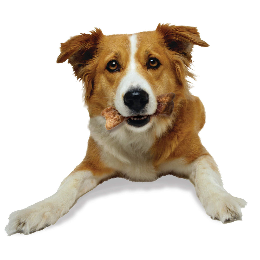 Nylabone os durables-bison pour chien, occupation prolongée