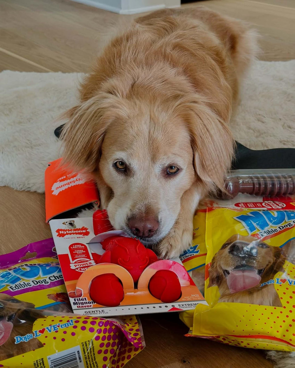 Nylabone Os mâchoires extrêmes, robuste pour les chiens qui mordent fort.