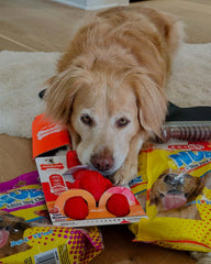 Nylabone Os mâchoires extrêmes, robuste pour les chiens qui mordent fort.