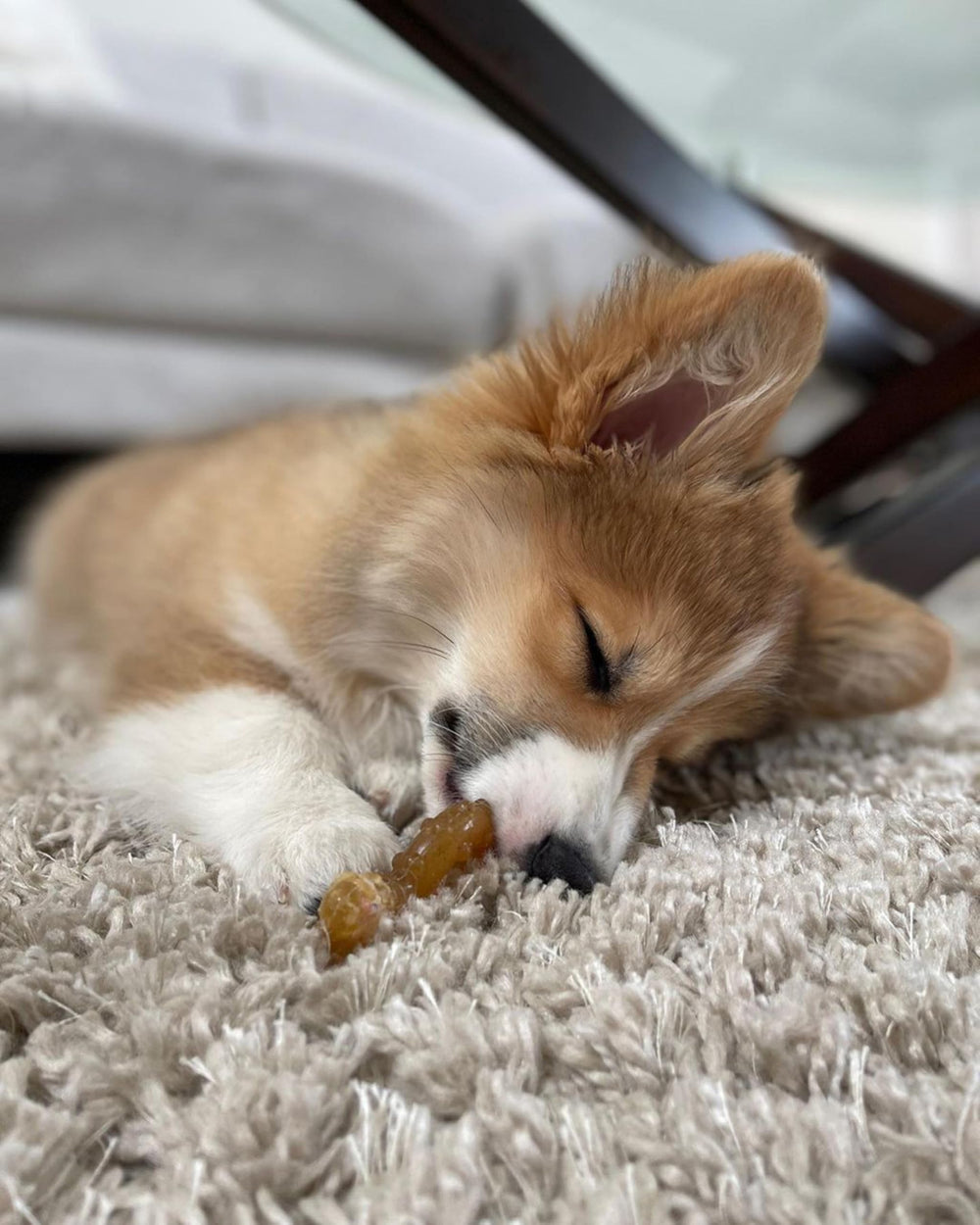 Nylabone nylon bone : os résistant pour chiot, mastications soutenues.