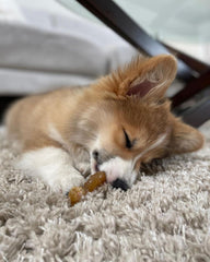 Nylabone nylon bone : os résistant pour chiot, mastications soutenues.
