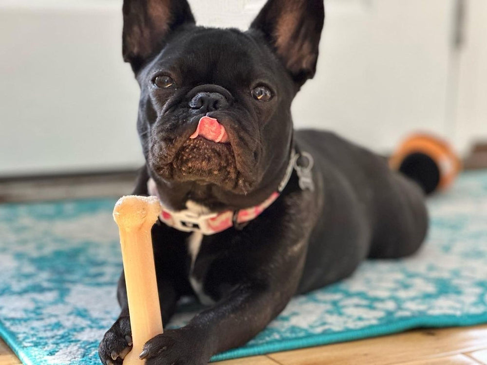 Os Original Nylabone – forme os classique pour mâcher durablement